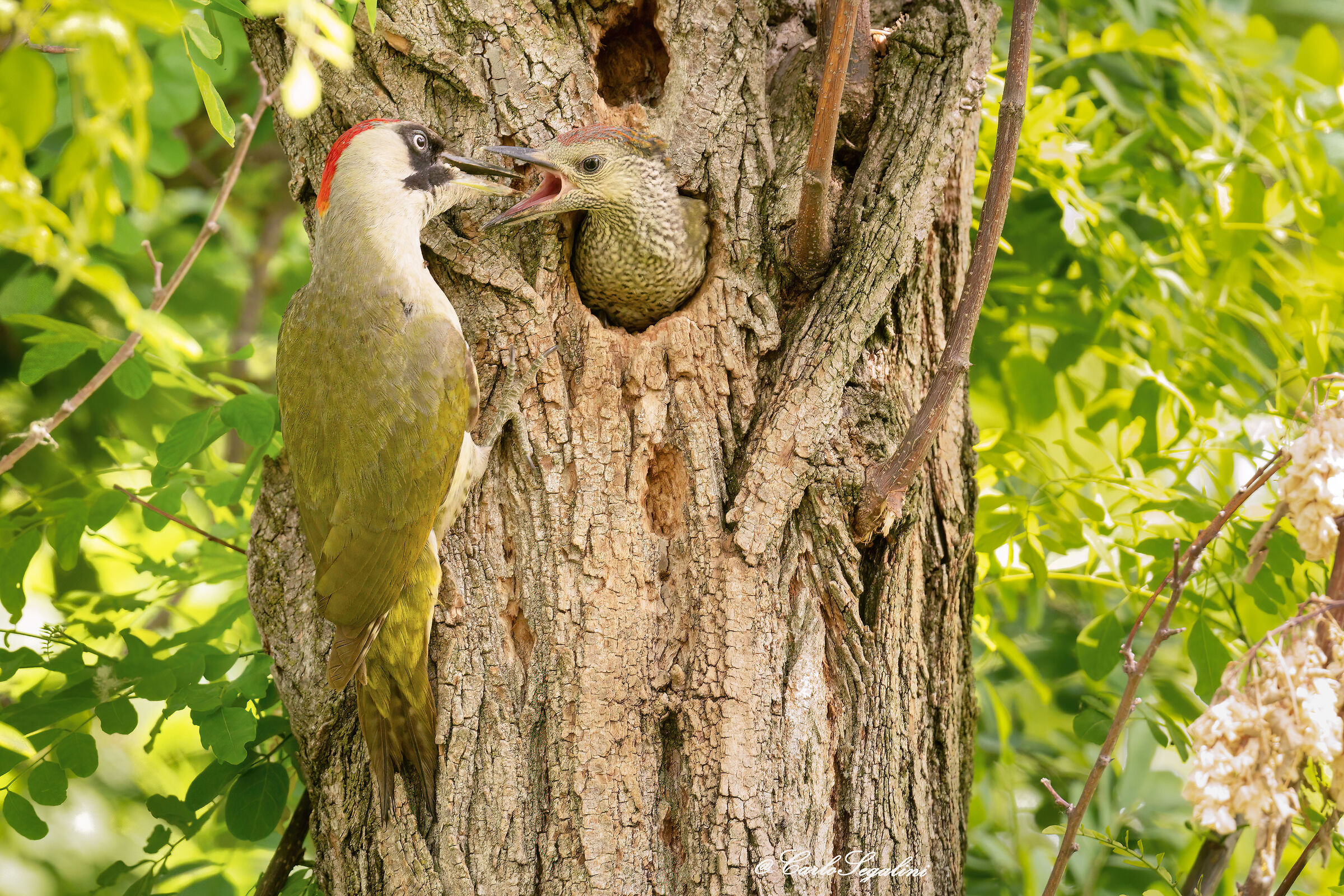 Sempre più affamato