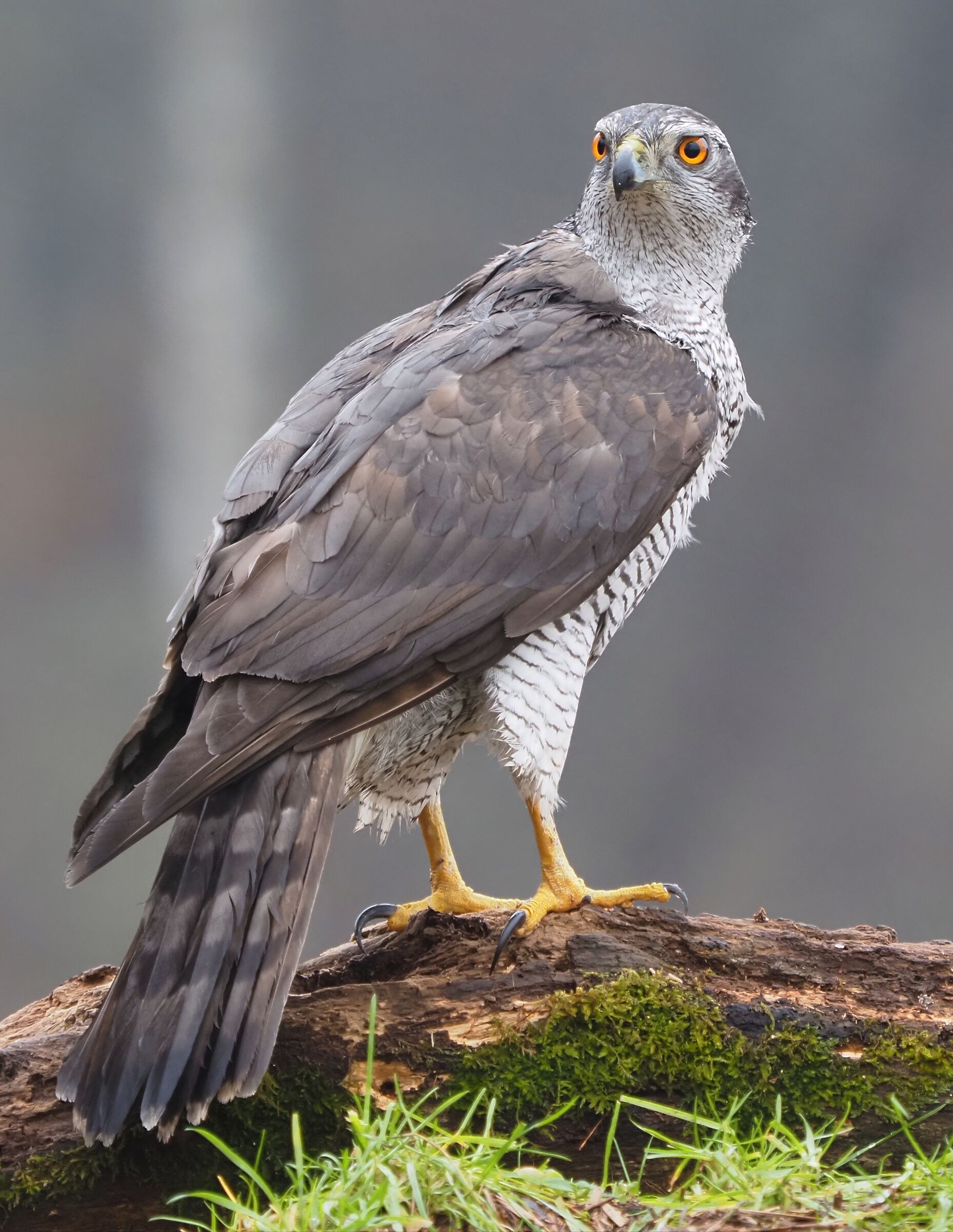 Goshawk