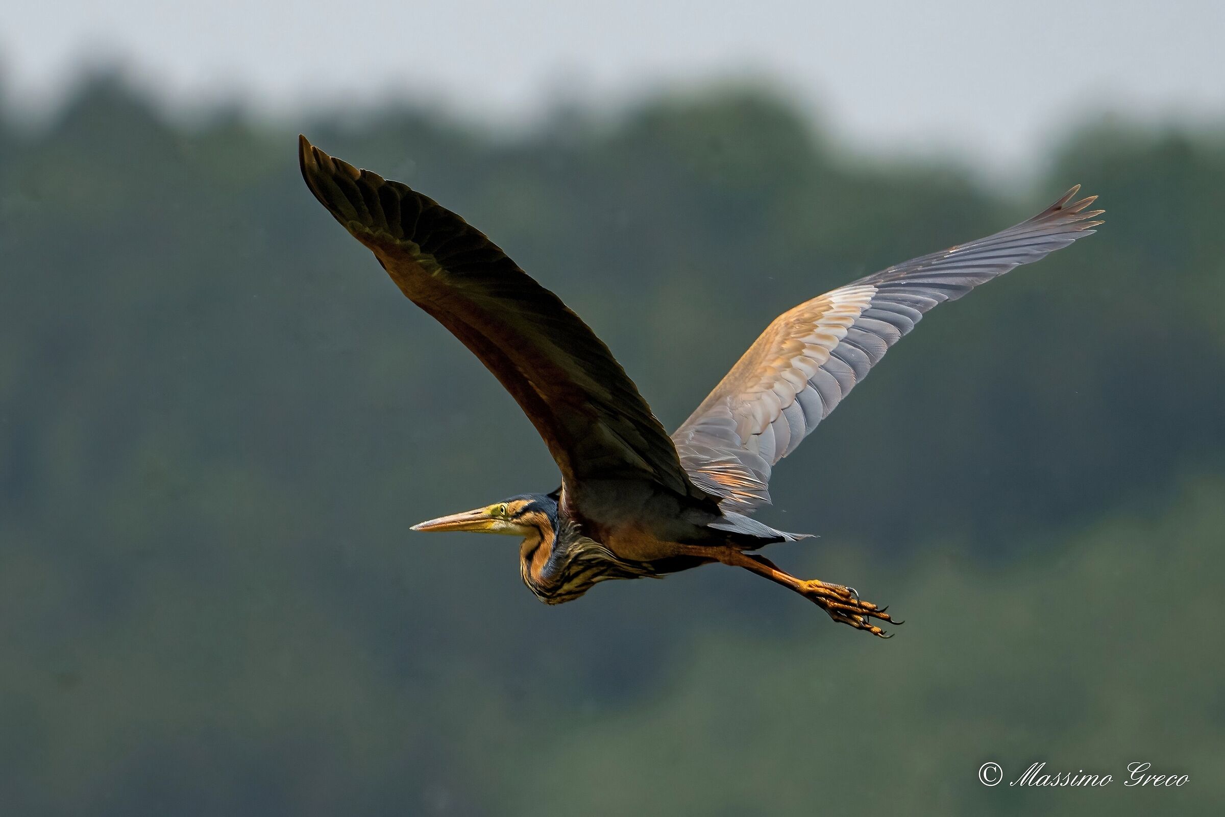 Airone rosso (Ardea purpurea)