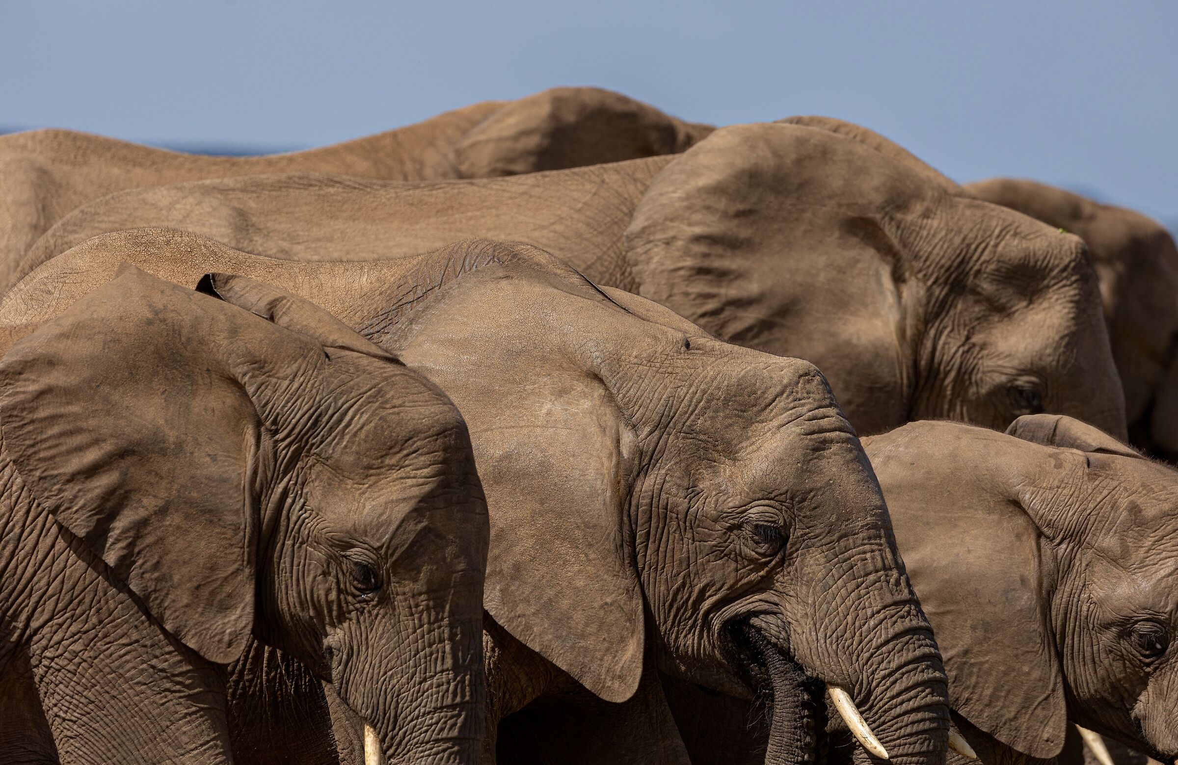 A bunch of elephants