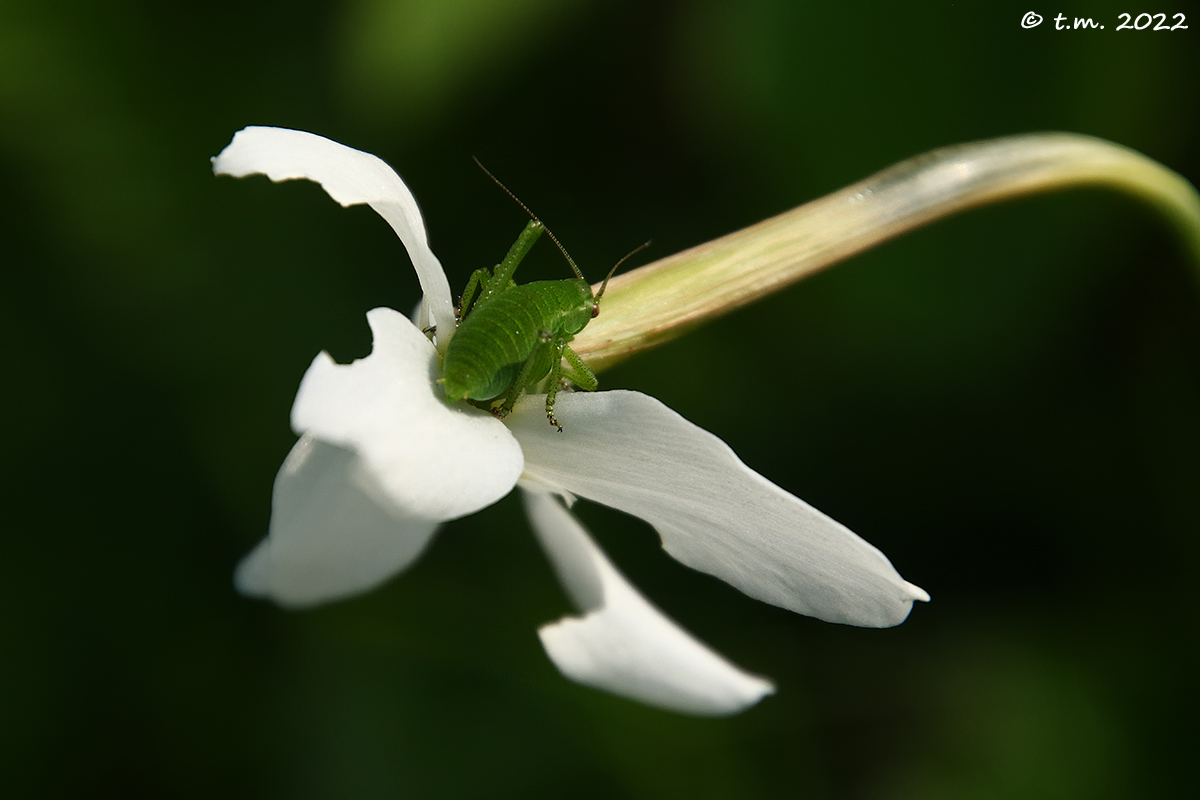 Tettigonide su narciso
