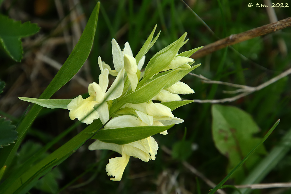 Wild orchid