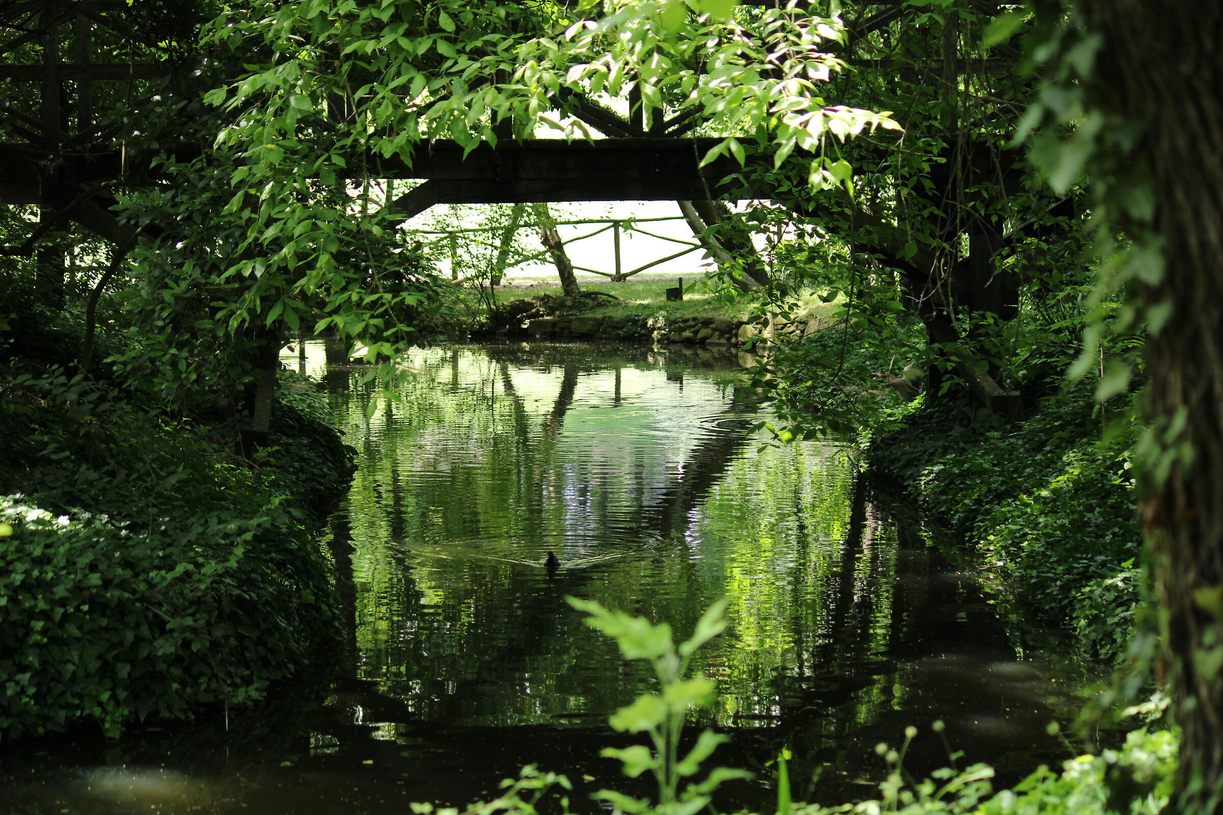 Mountain stream