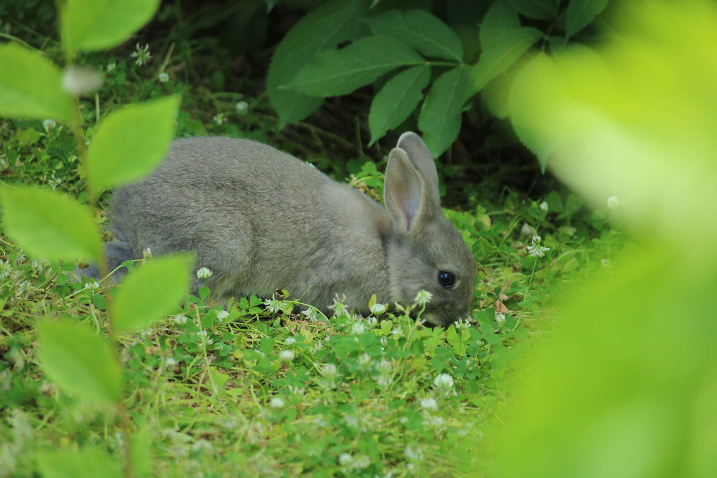 Hidden in the bushes