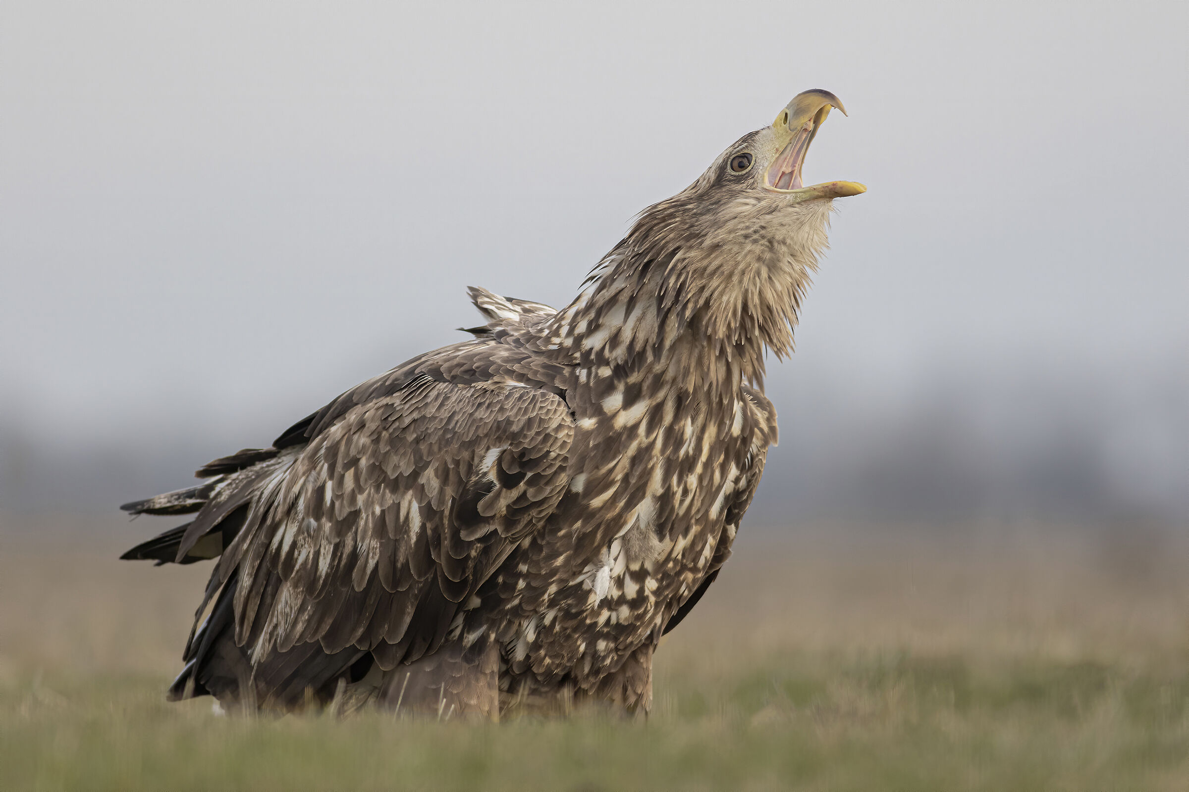 The cry of the eagle