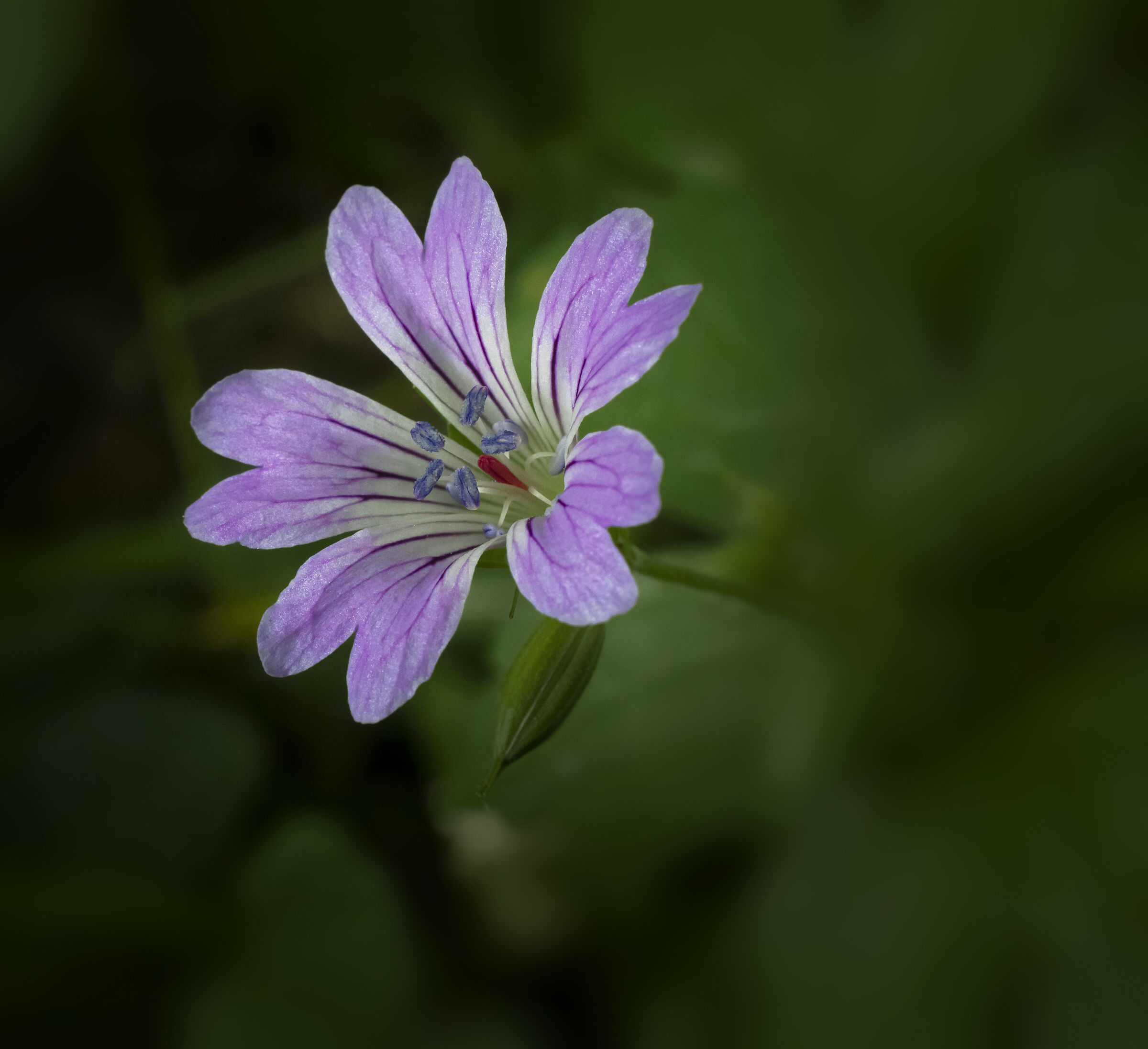 Piccolo e solitario...