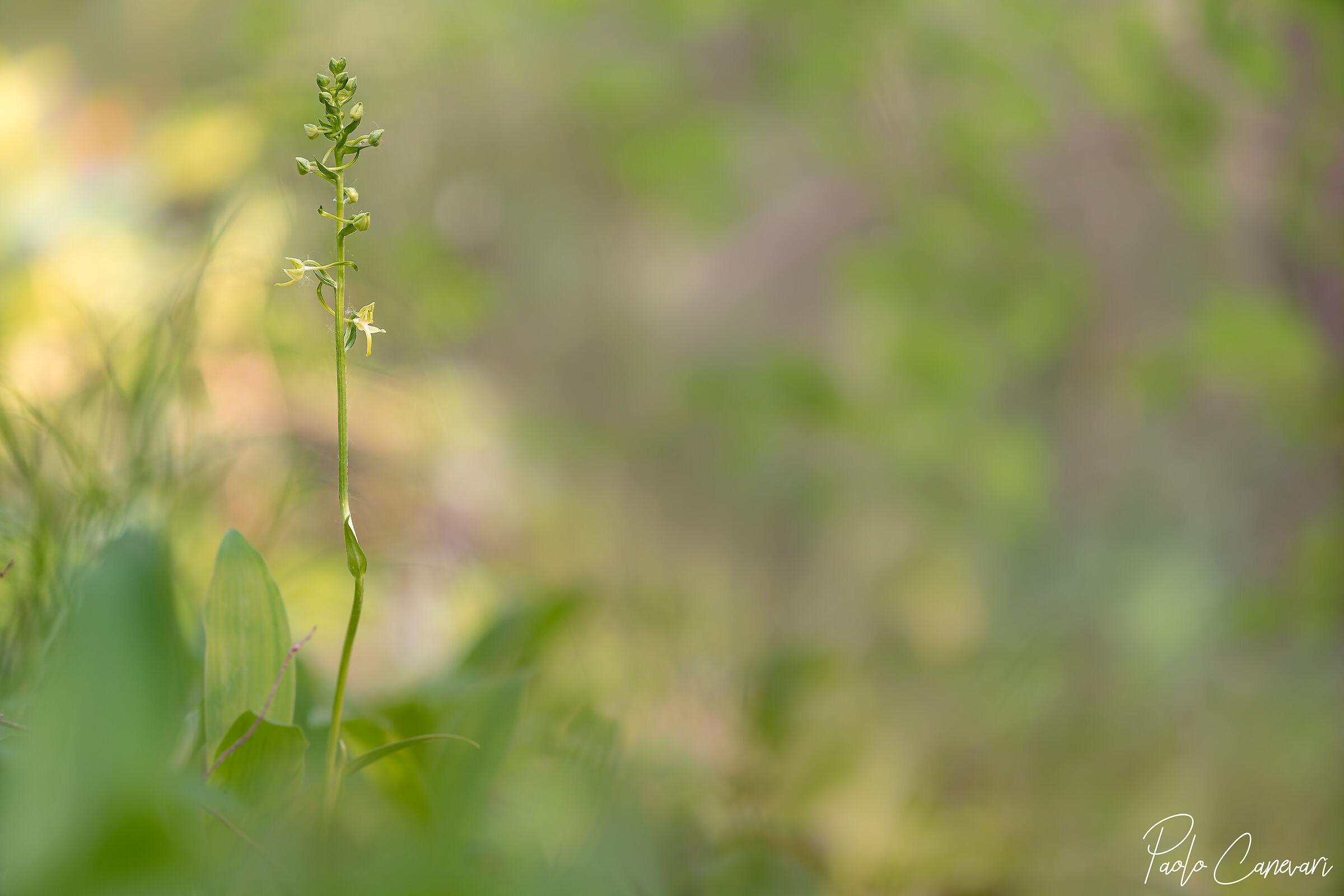 Platanthera bifolia