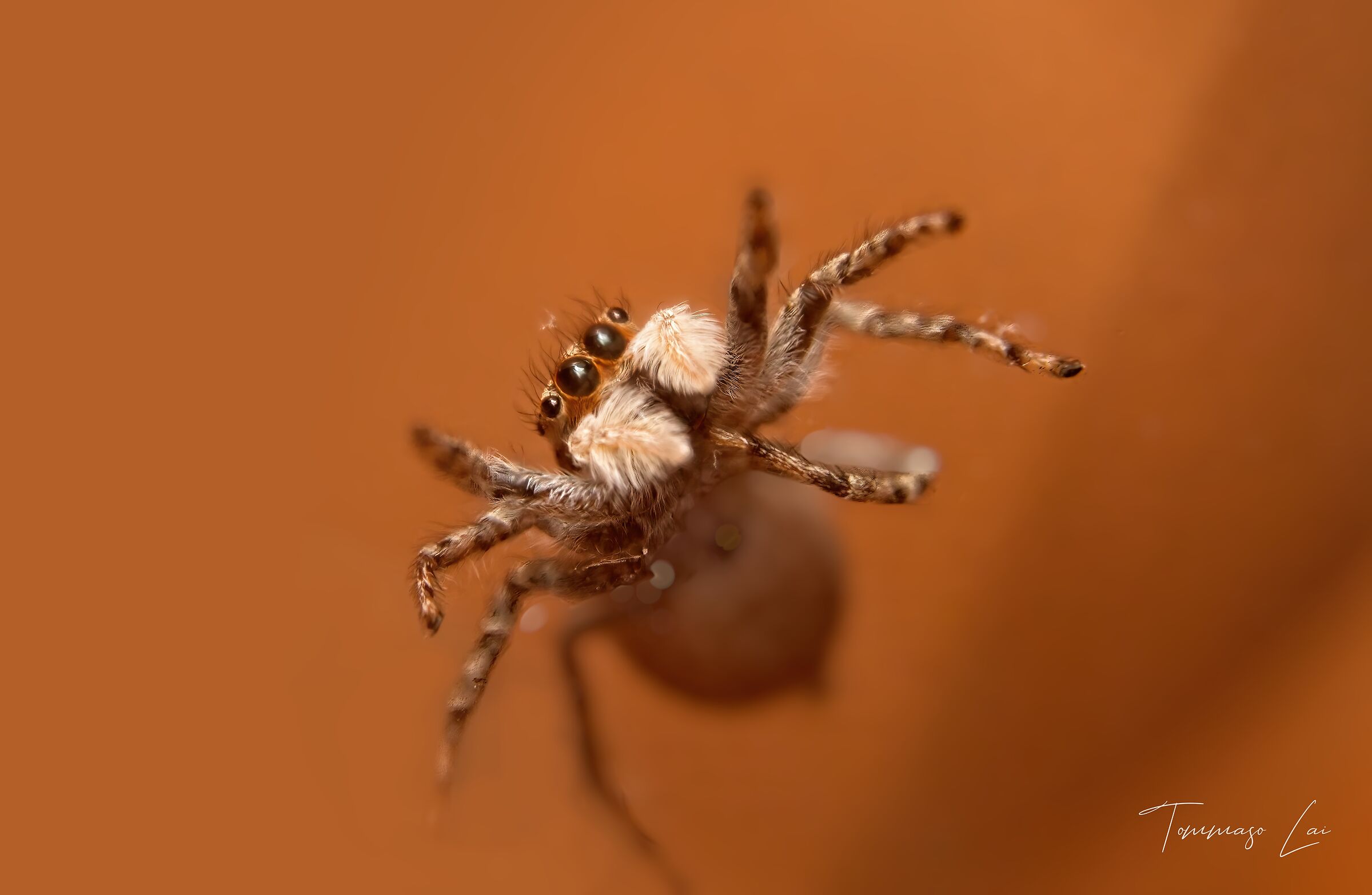 Menemerus semilimbatus