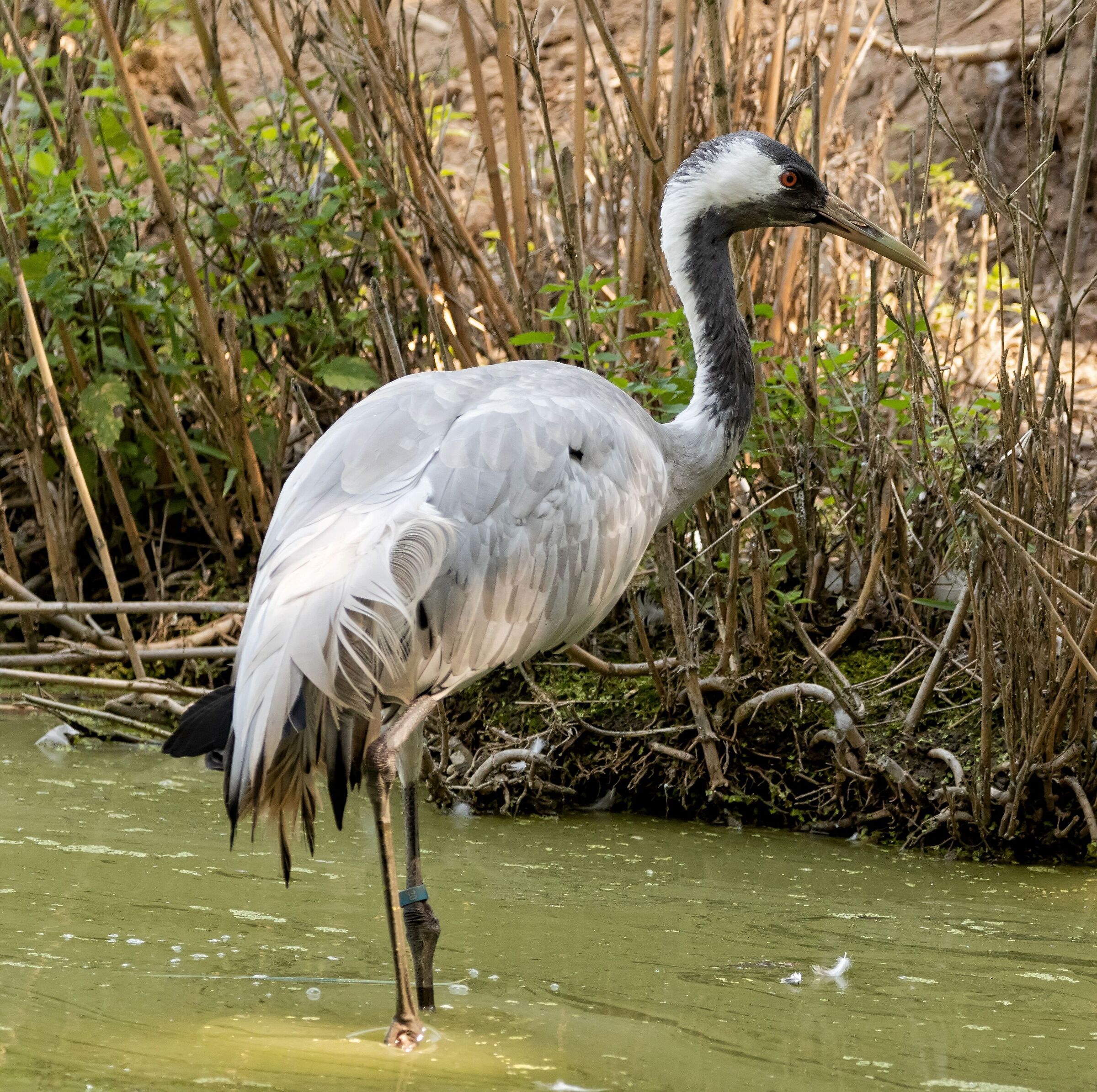 Gru Cenerina nco May.12/08/2021 oasi sant'alessio