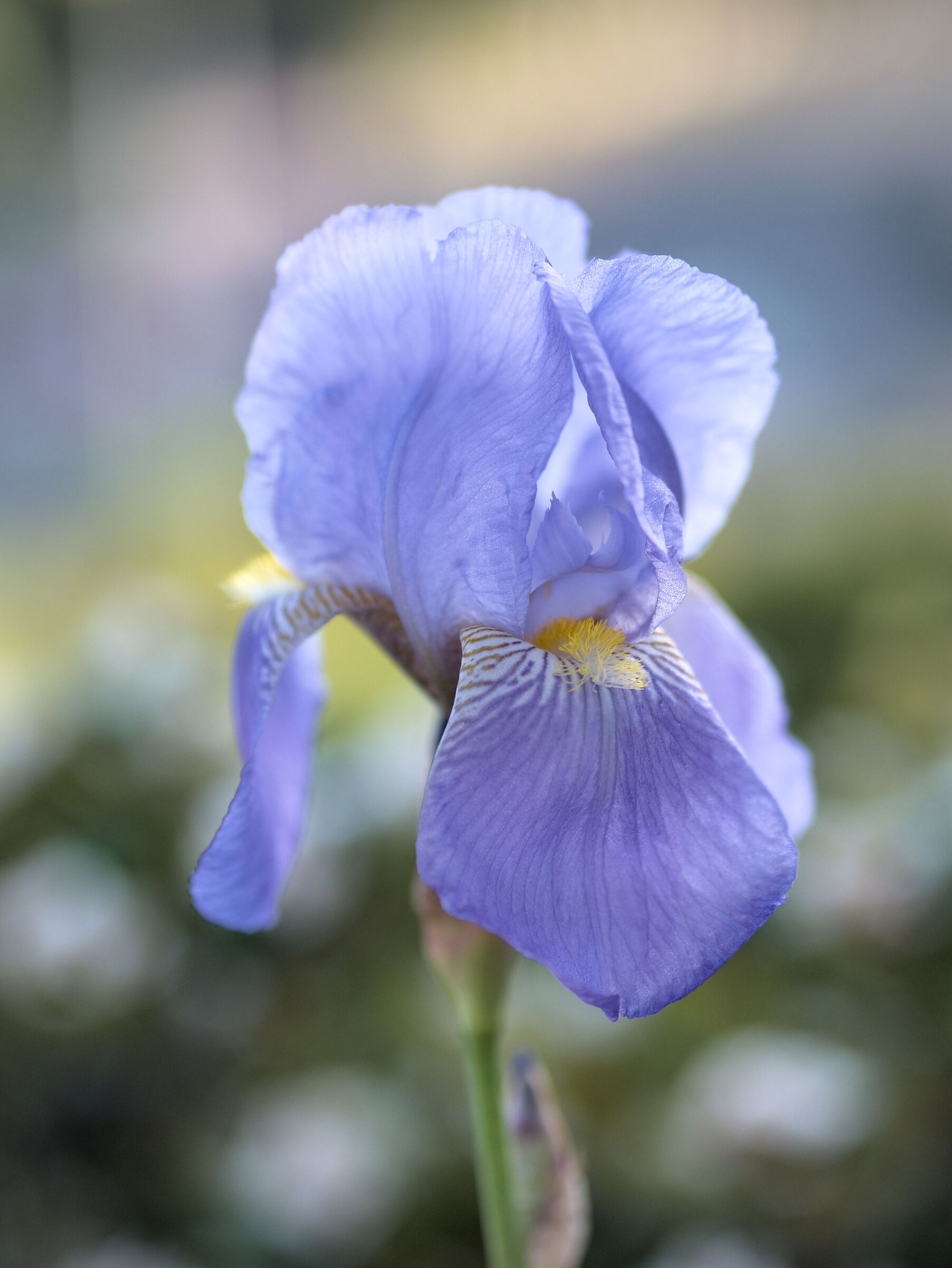Iris 2