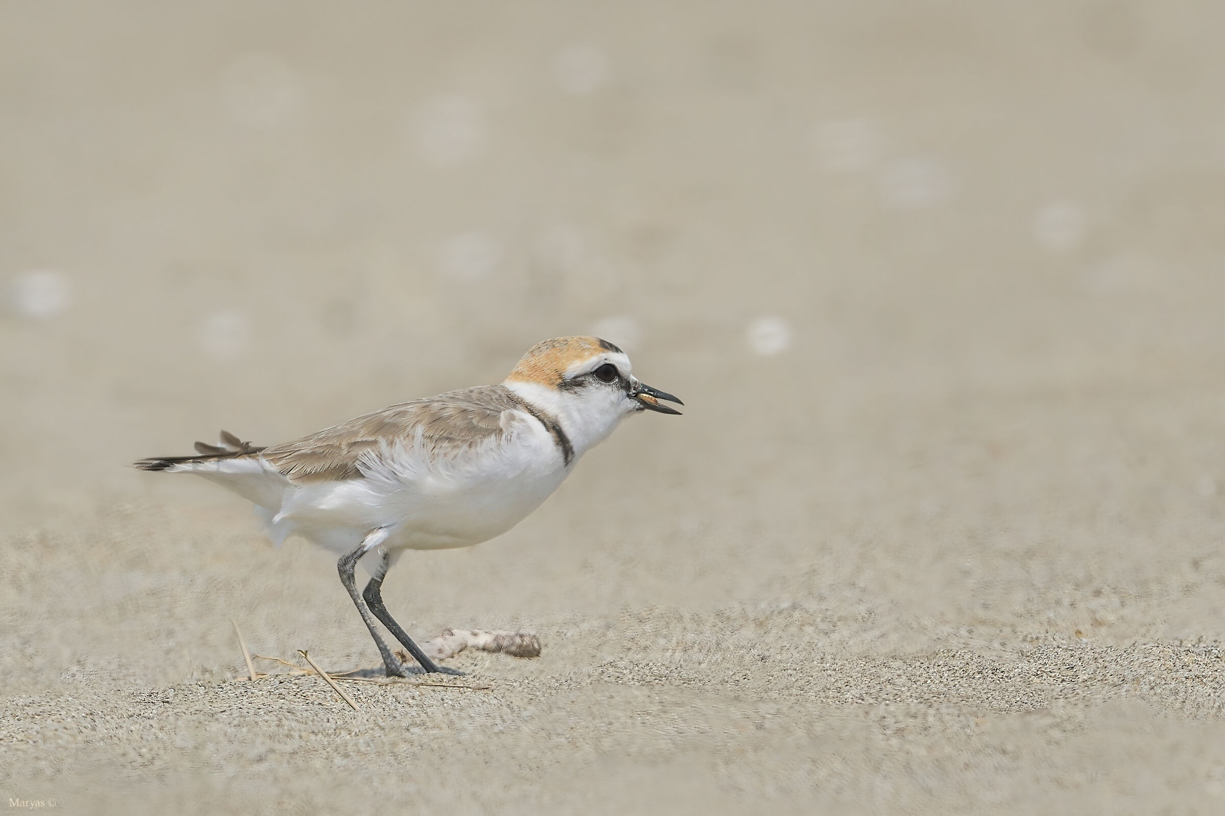 A caccia sulla spiaggia