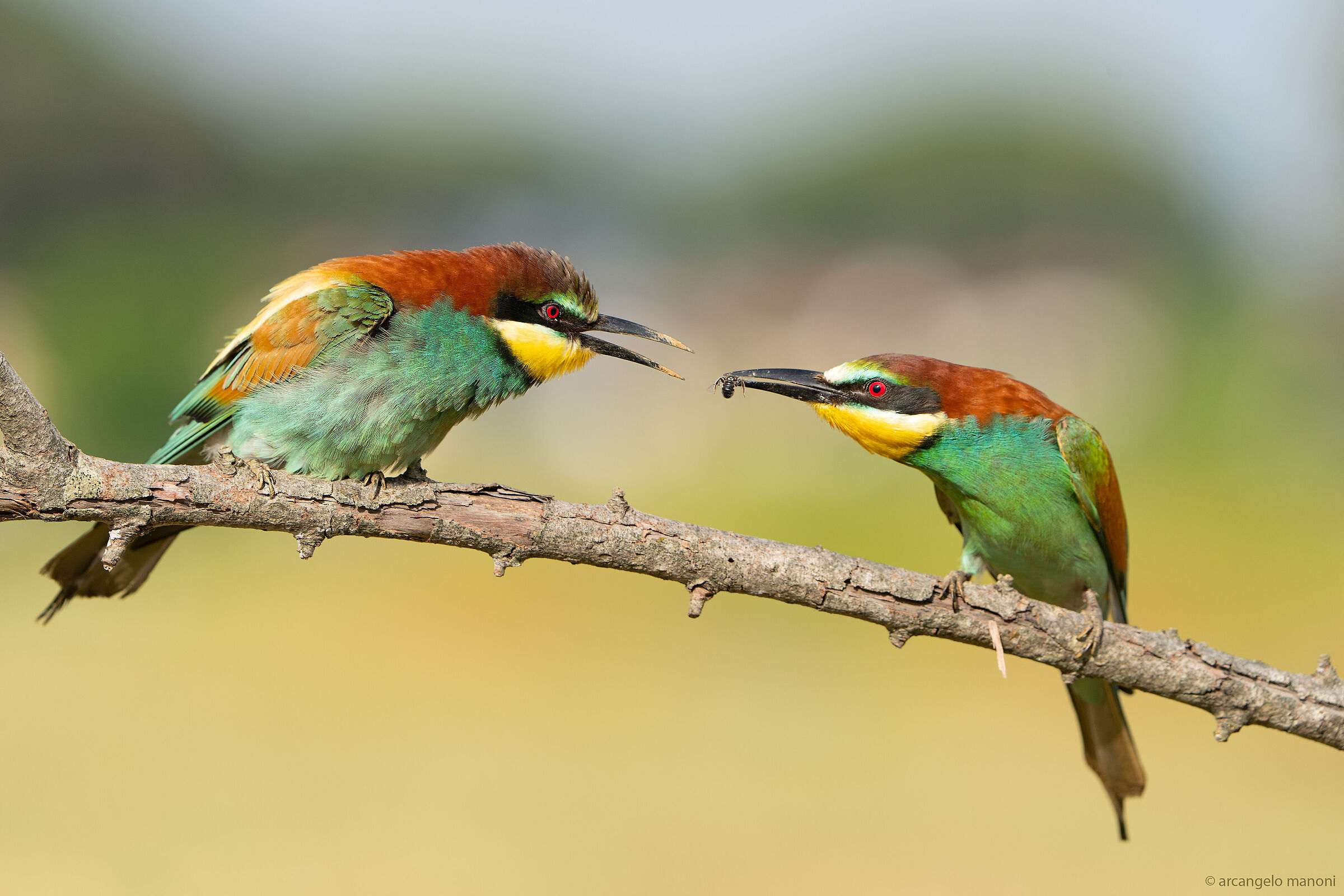 The wonders of bee-eater life 2