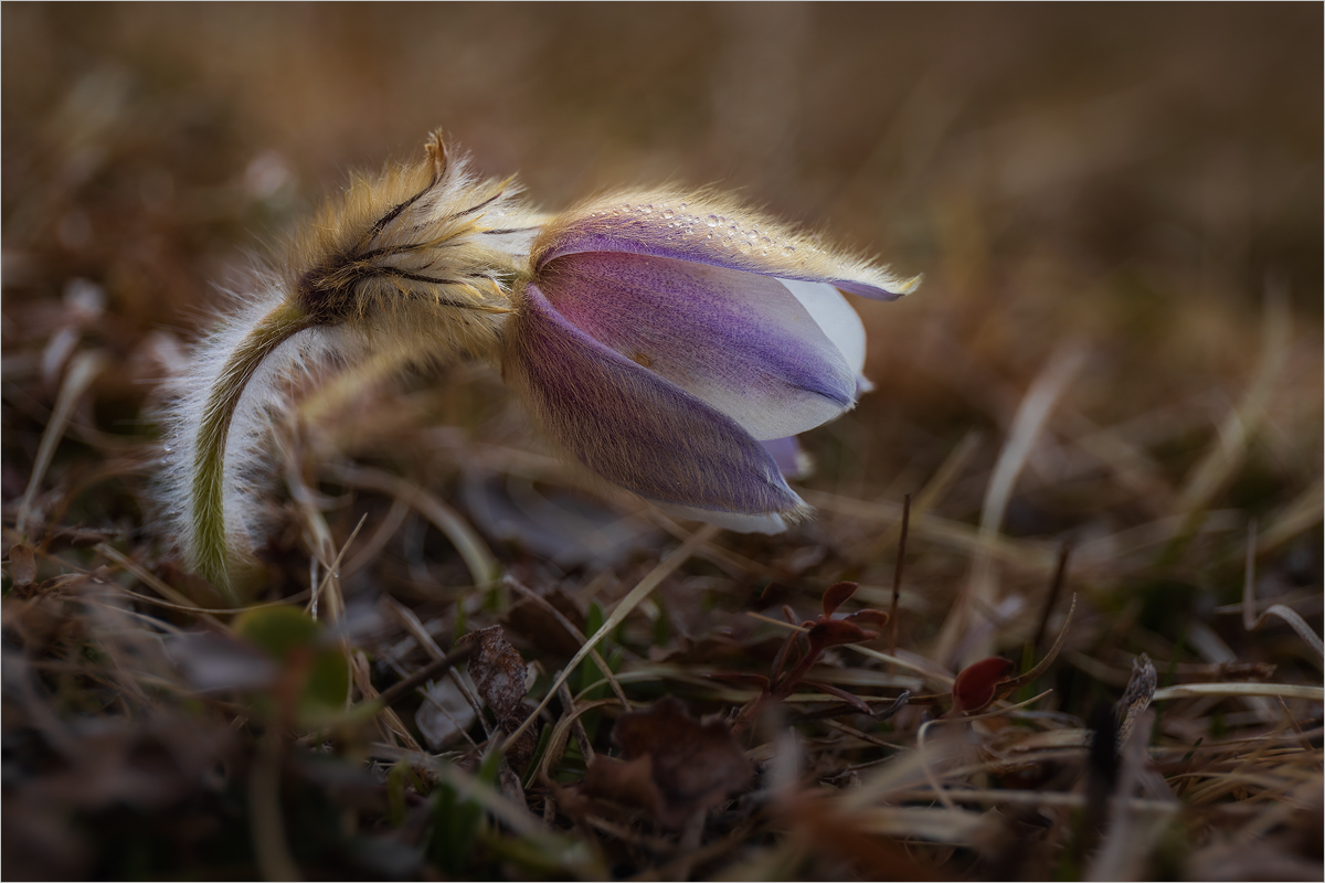 Little Furry Thing