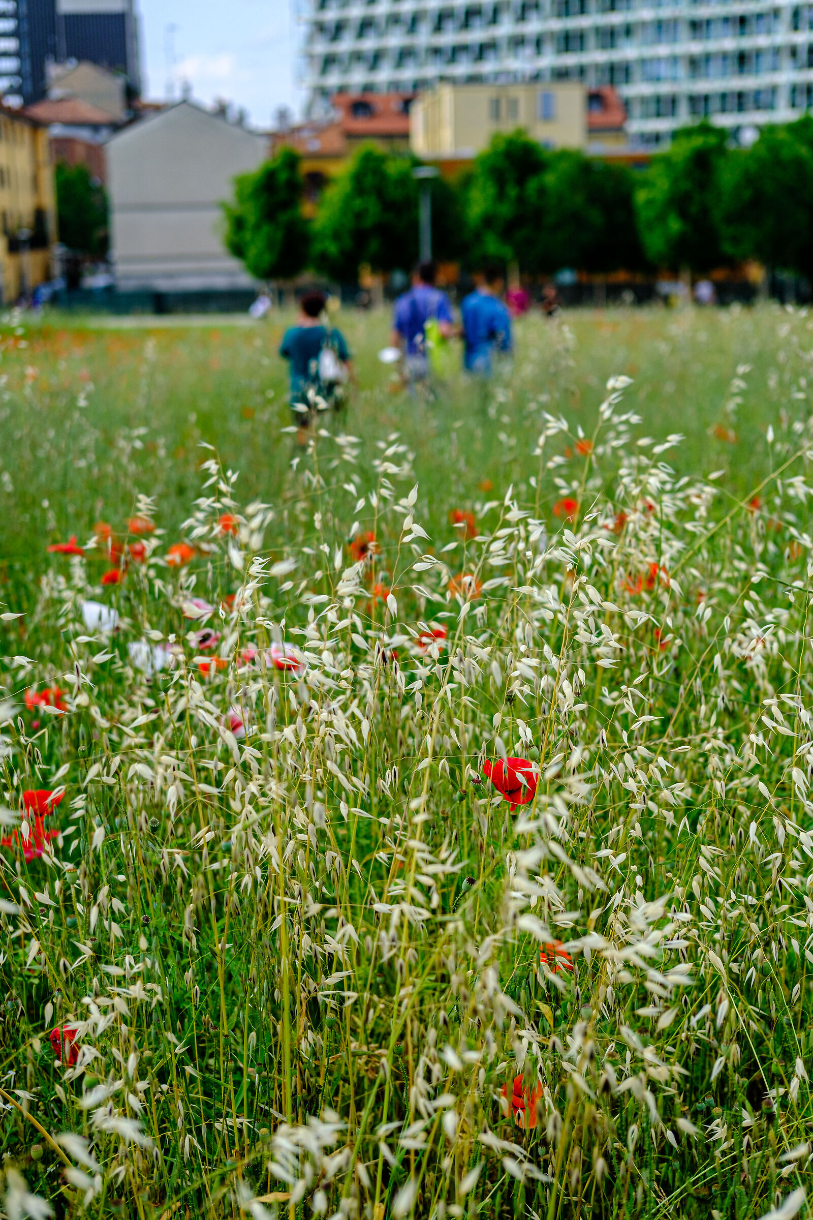 Tree Library - Milan