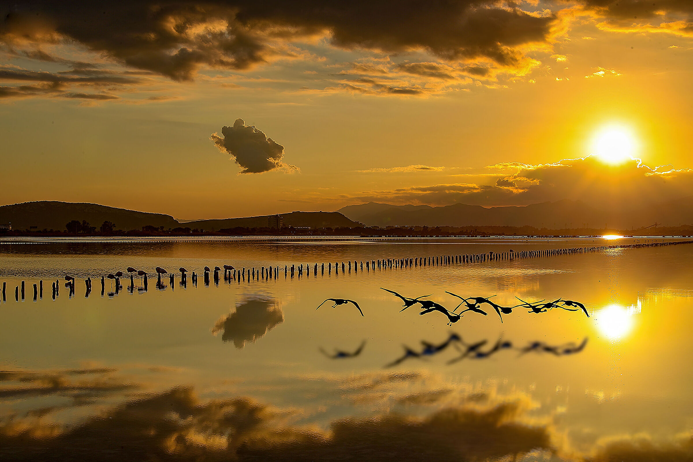 At sunset Molentargius Park Cagliari