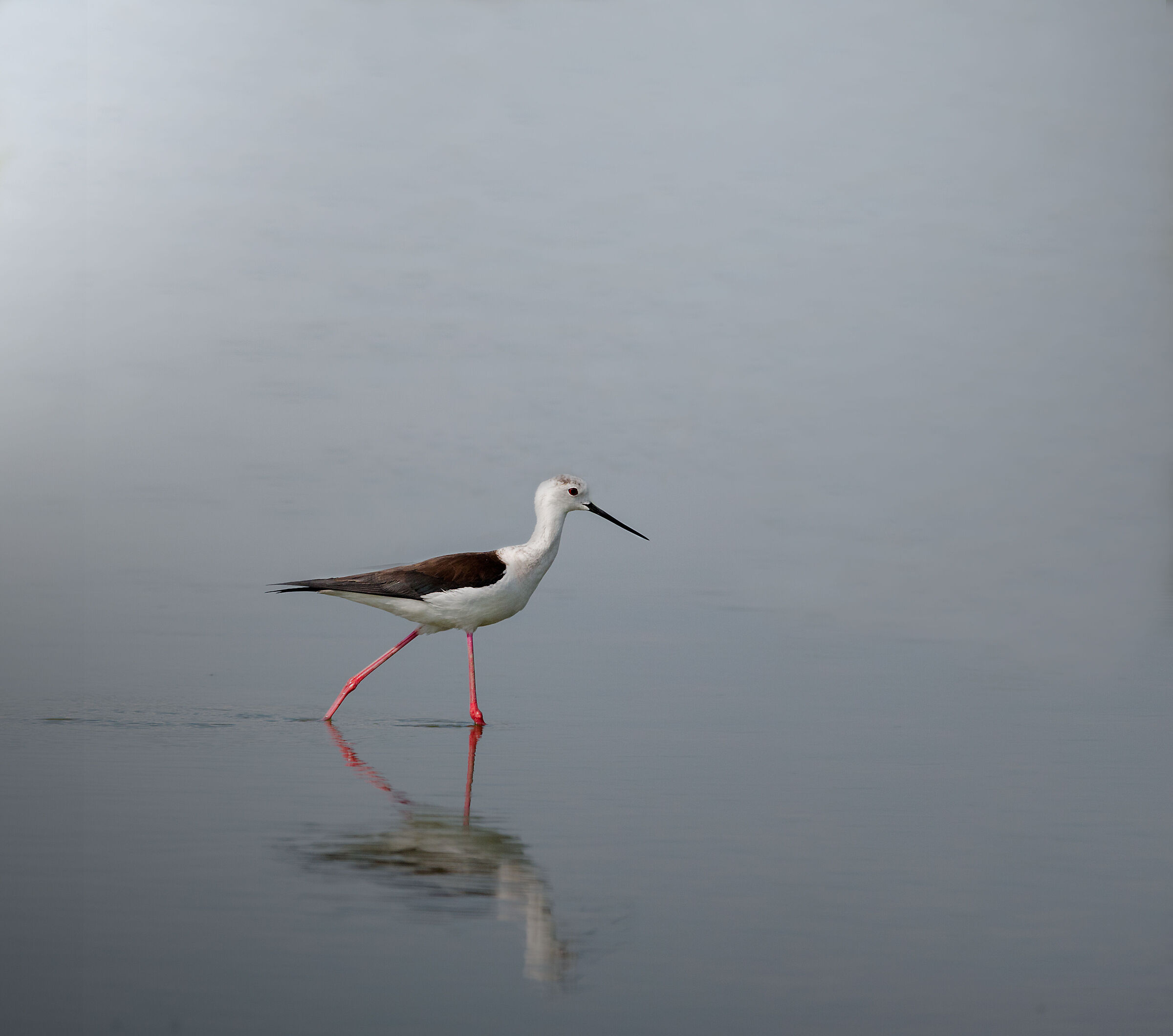 Knight of Italy (Himatopus himantopus)
