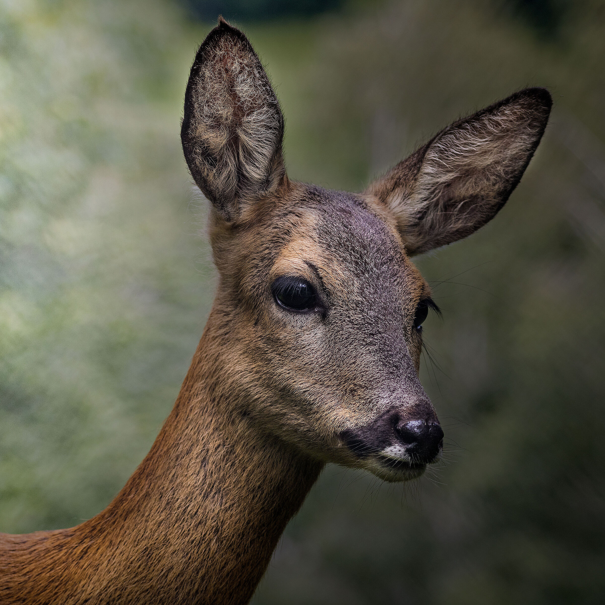 Roe deer (Capreolus capreolus)