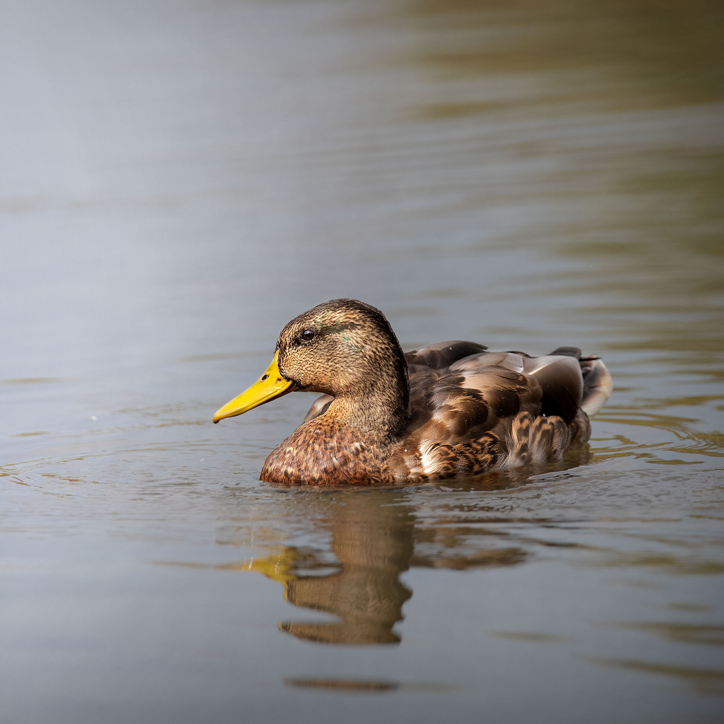 Duck (Anas platyrhynchos domesticus)