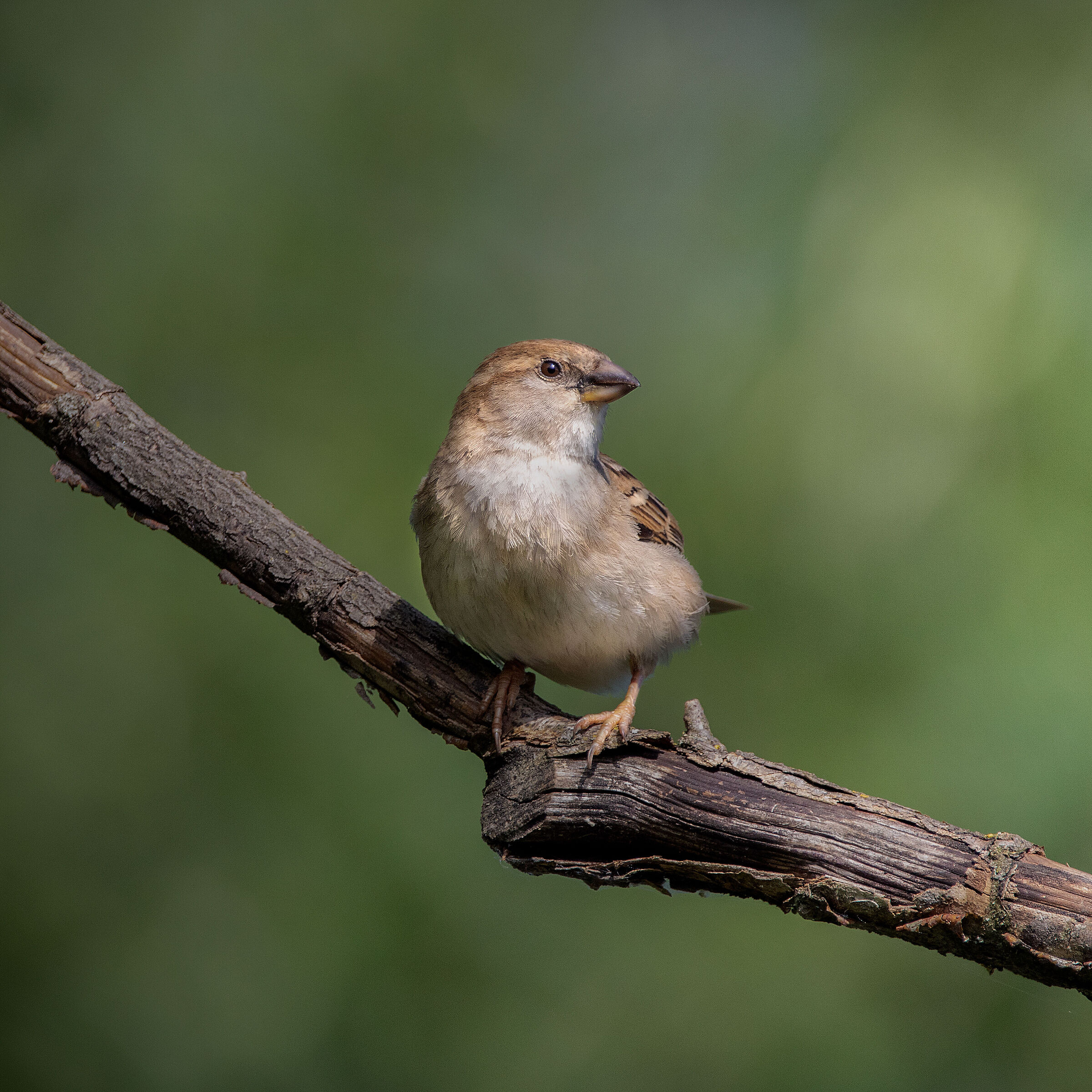 Sparrow (Passer domesticus)