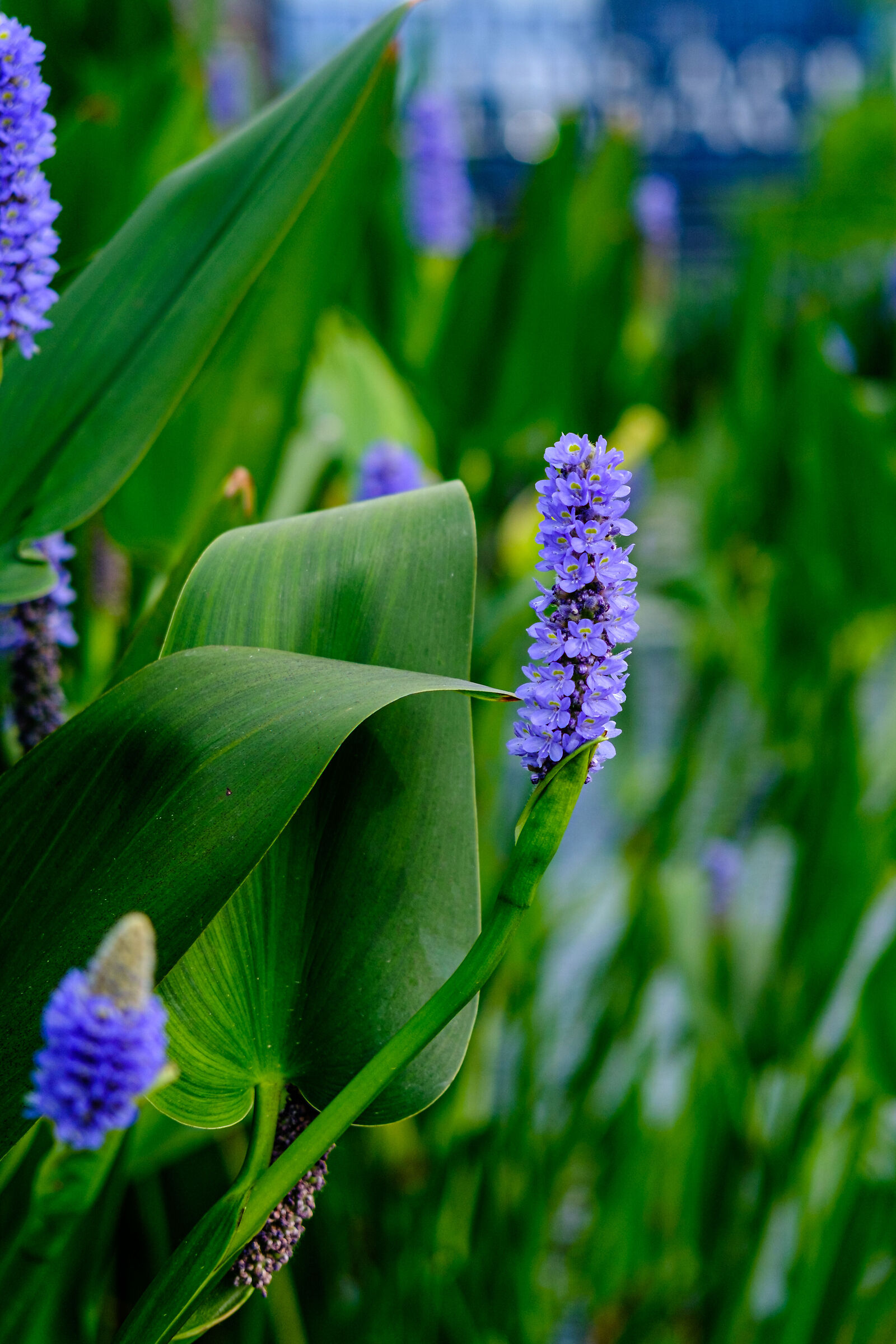 Tree Library - Milan
