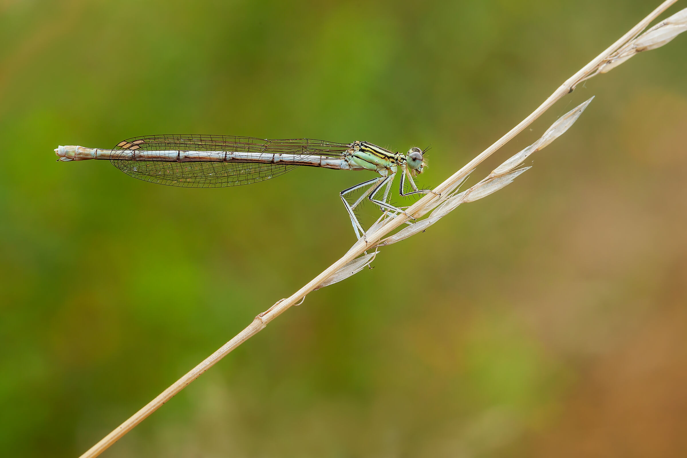 Platycnemes pennipes