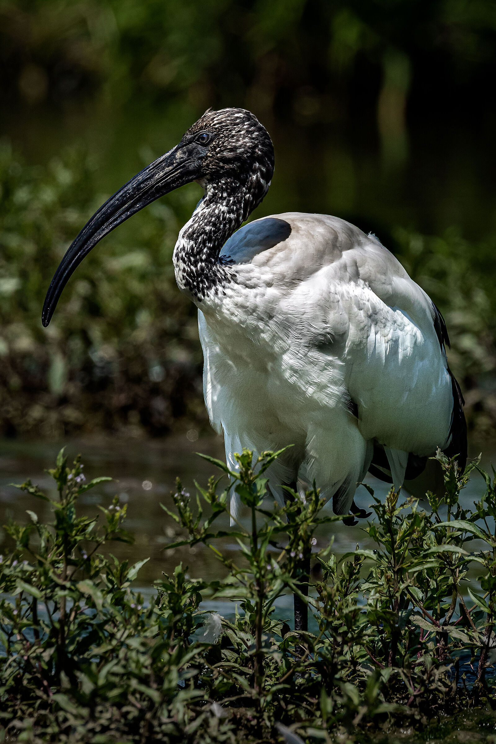 Sacred ibis (Threskiornis aethiopicus)