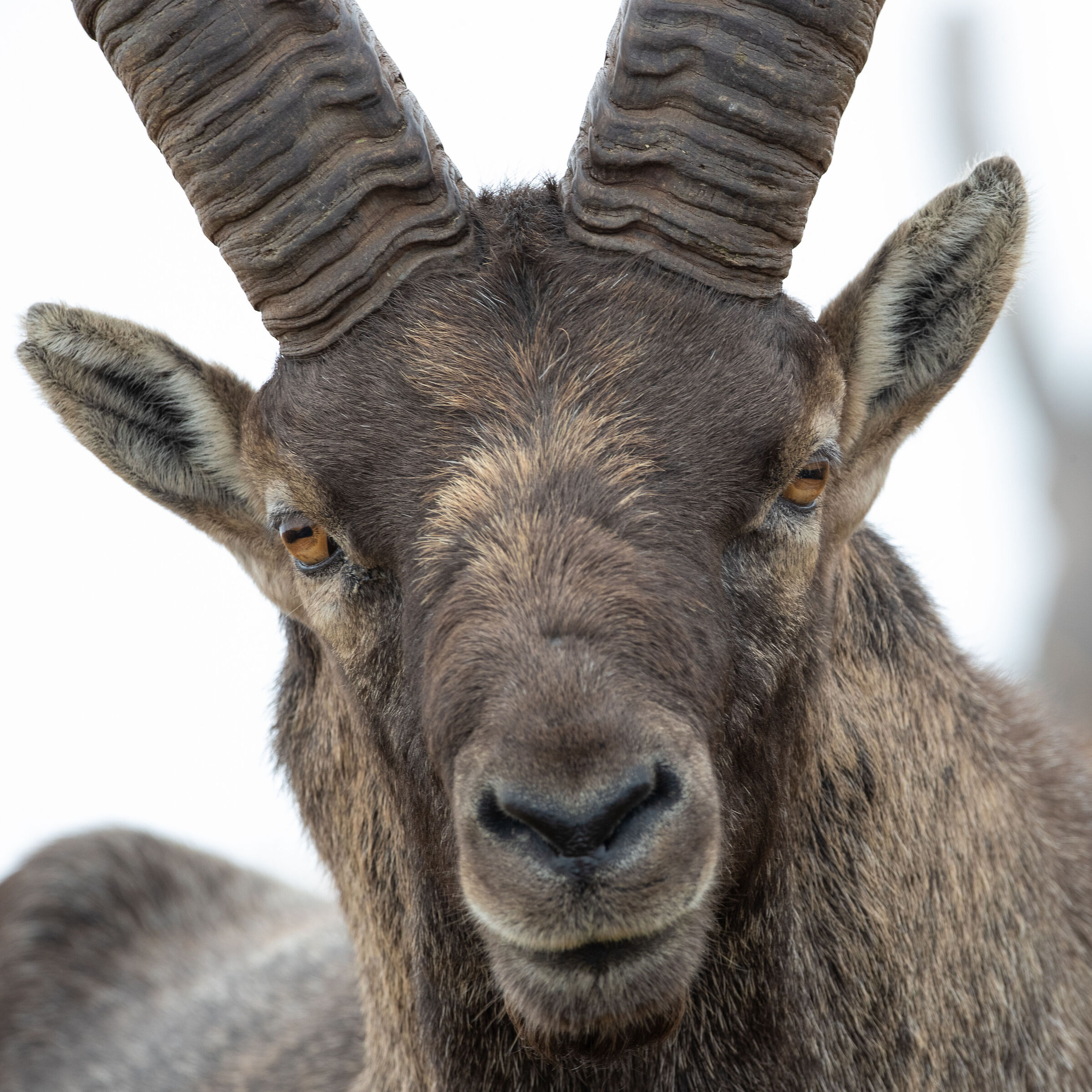 Ibex (Capra ibex)