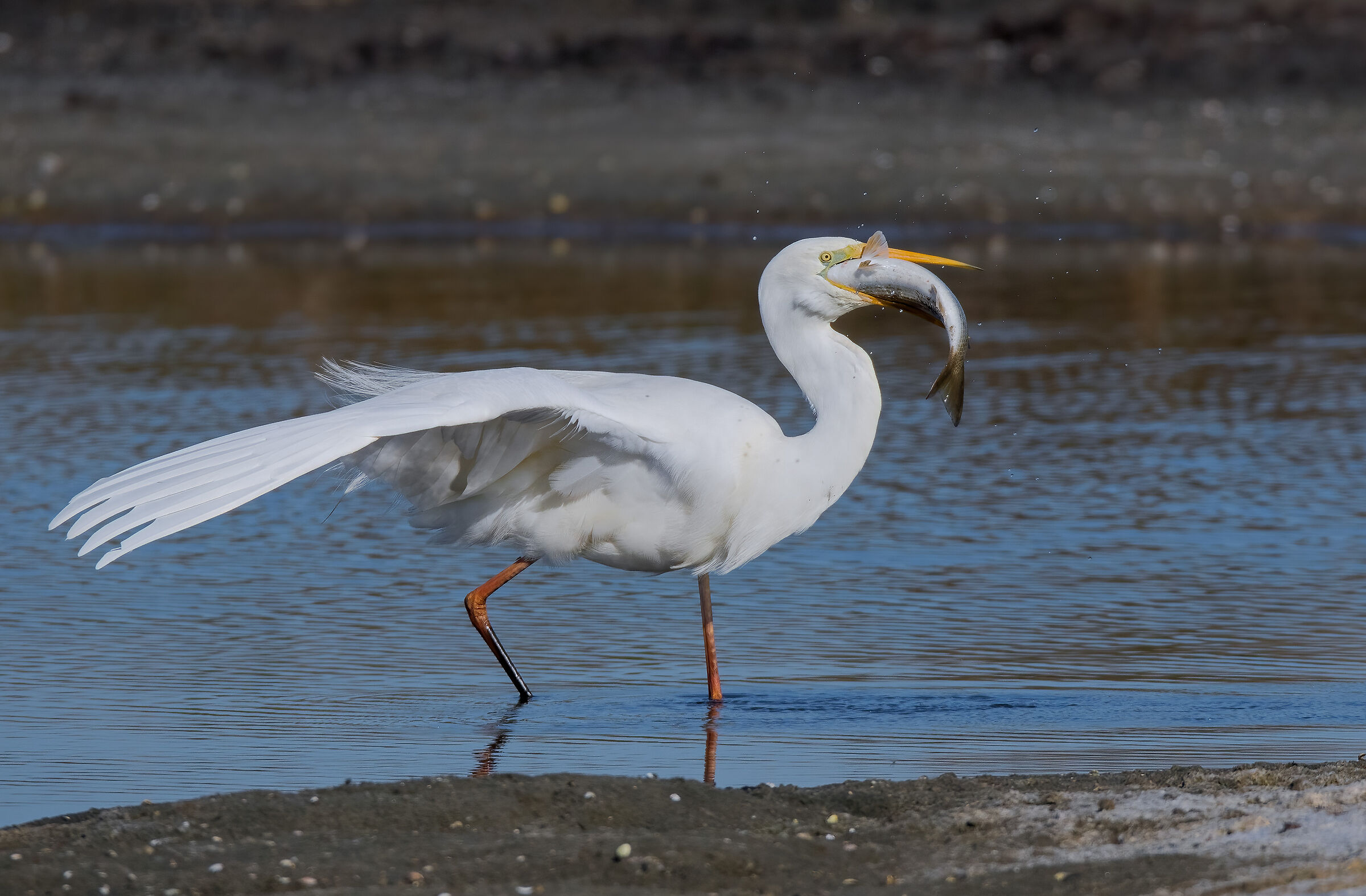 Great White Heron (Casmerodius albus)