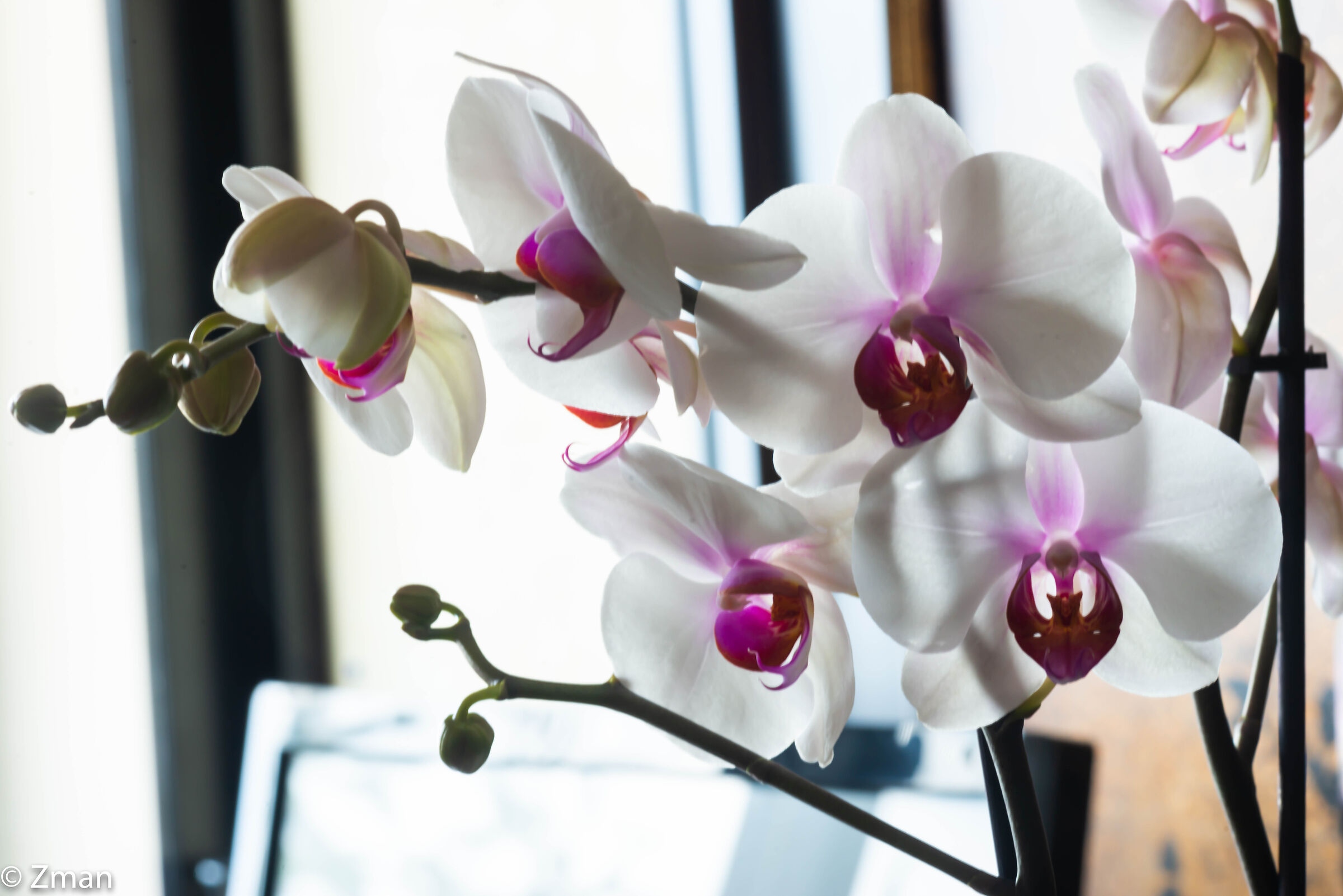 Orchidee