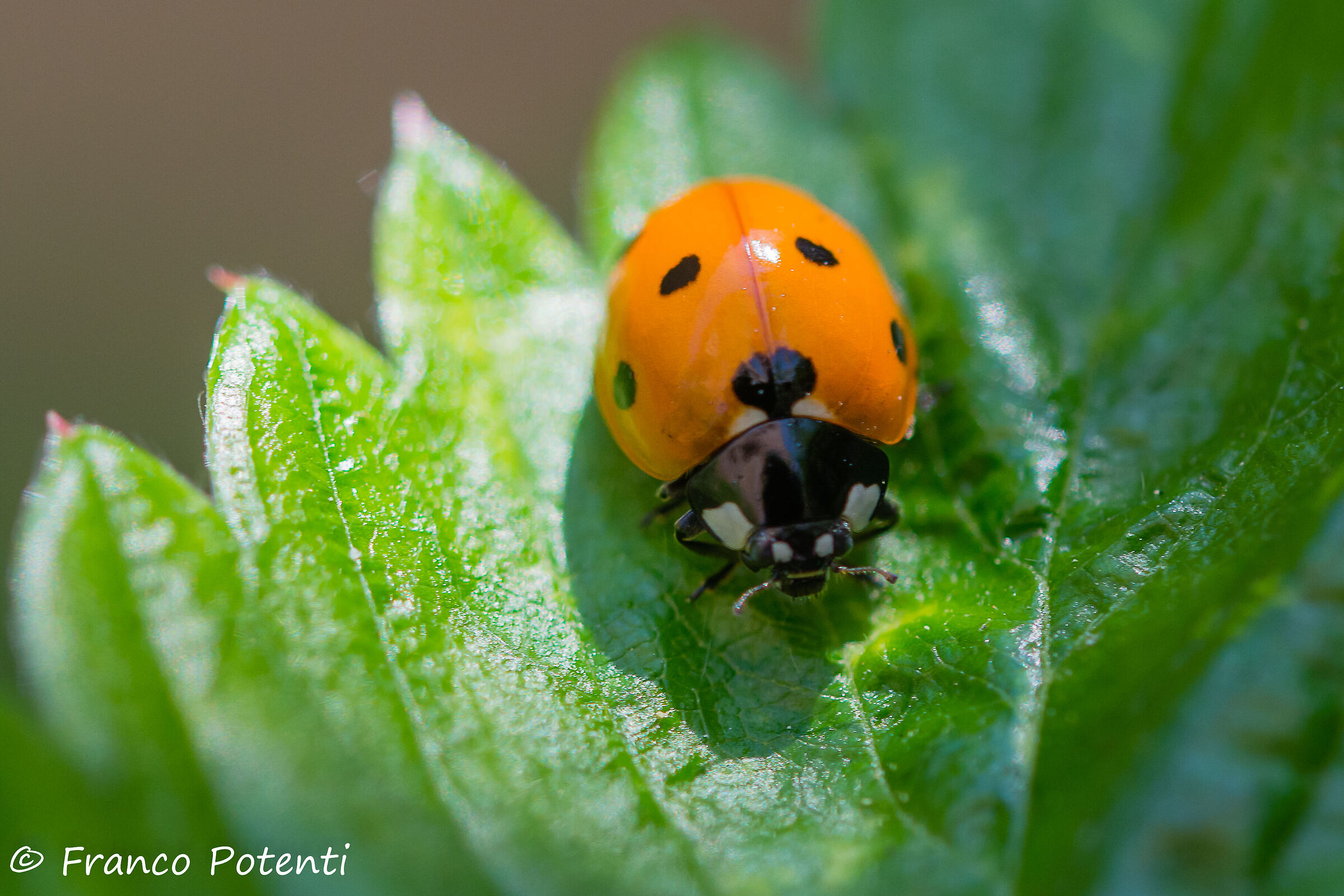 Coccinella