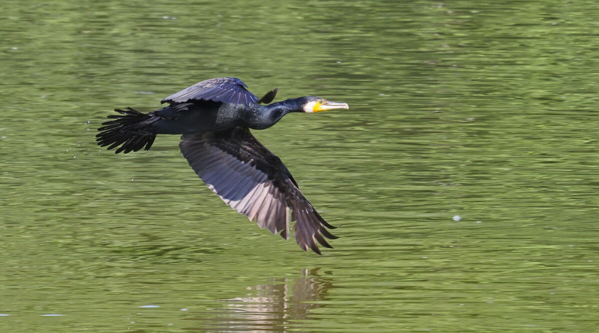 Common cormorant