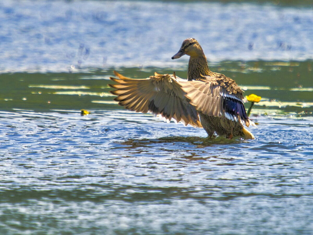Mallard Female