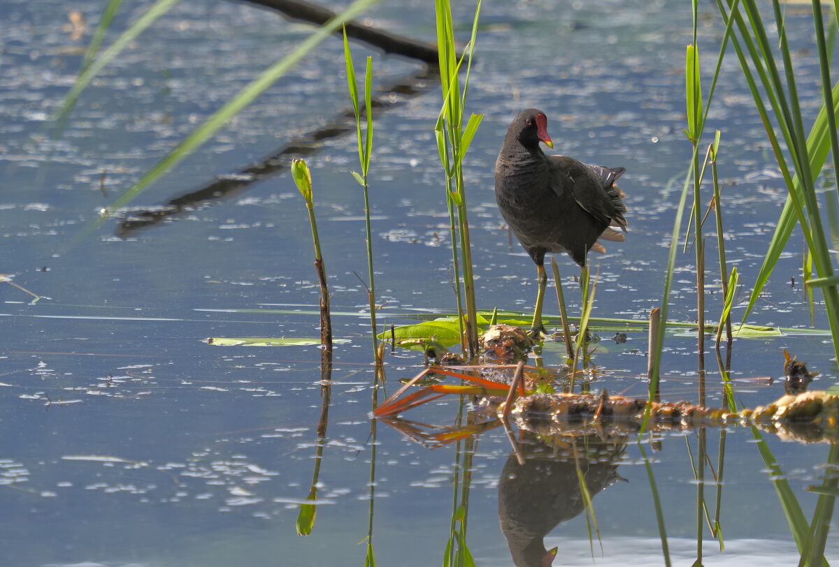 Moorhen