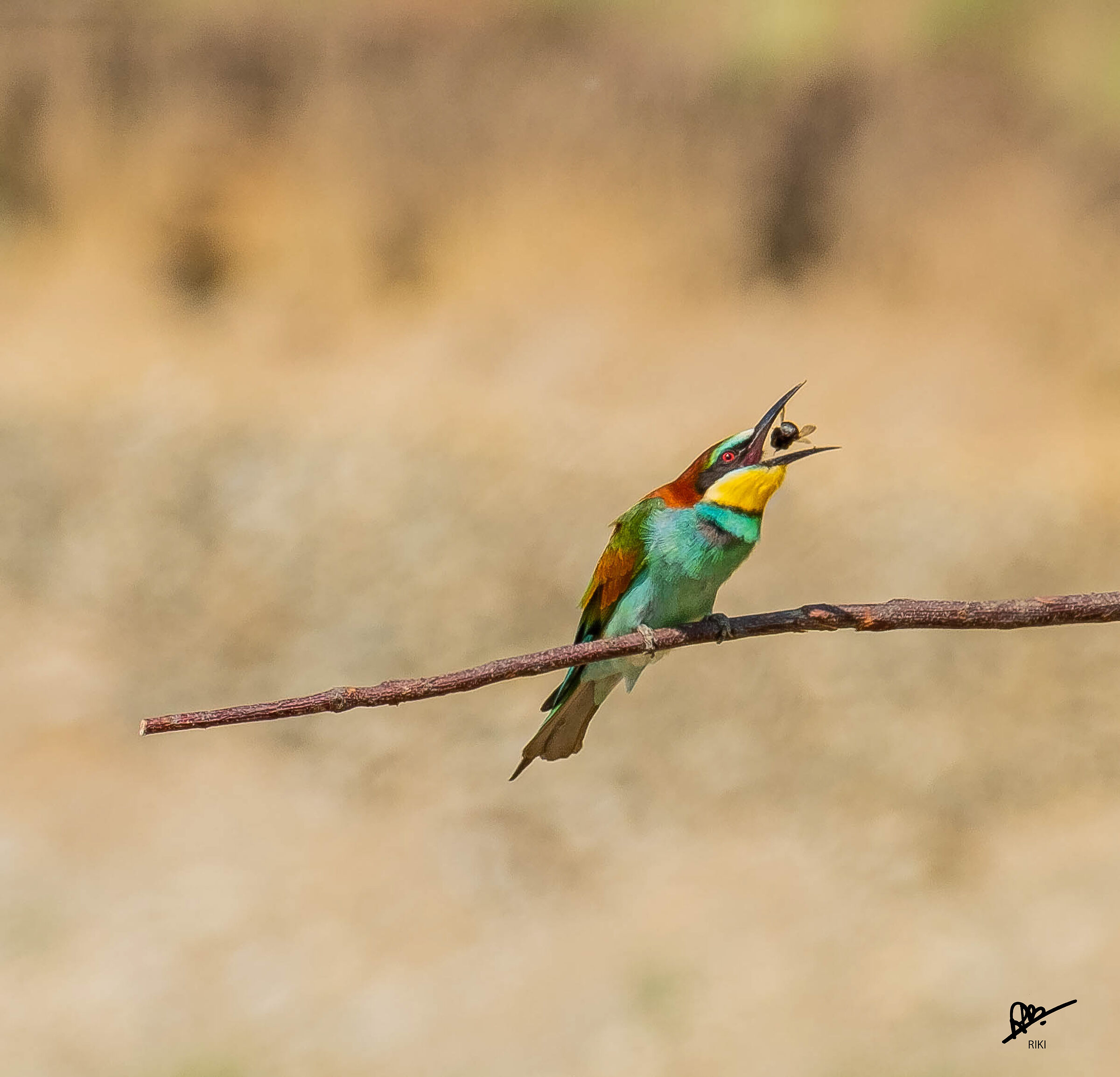 bee-eater