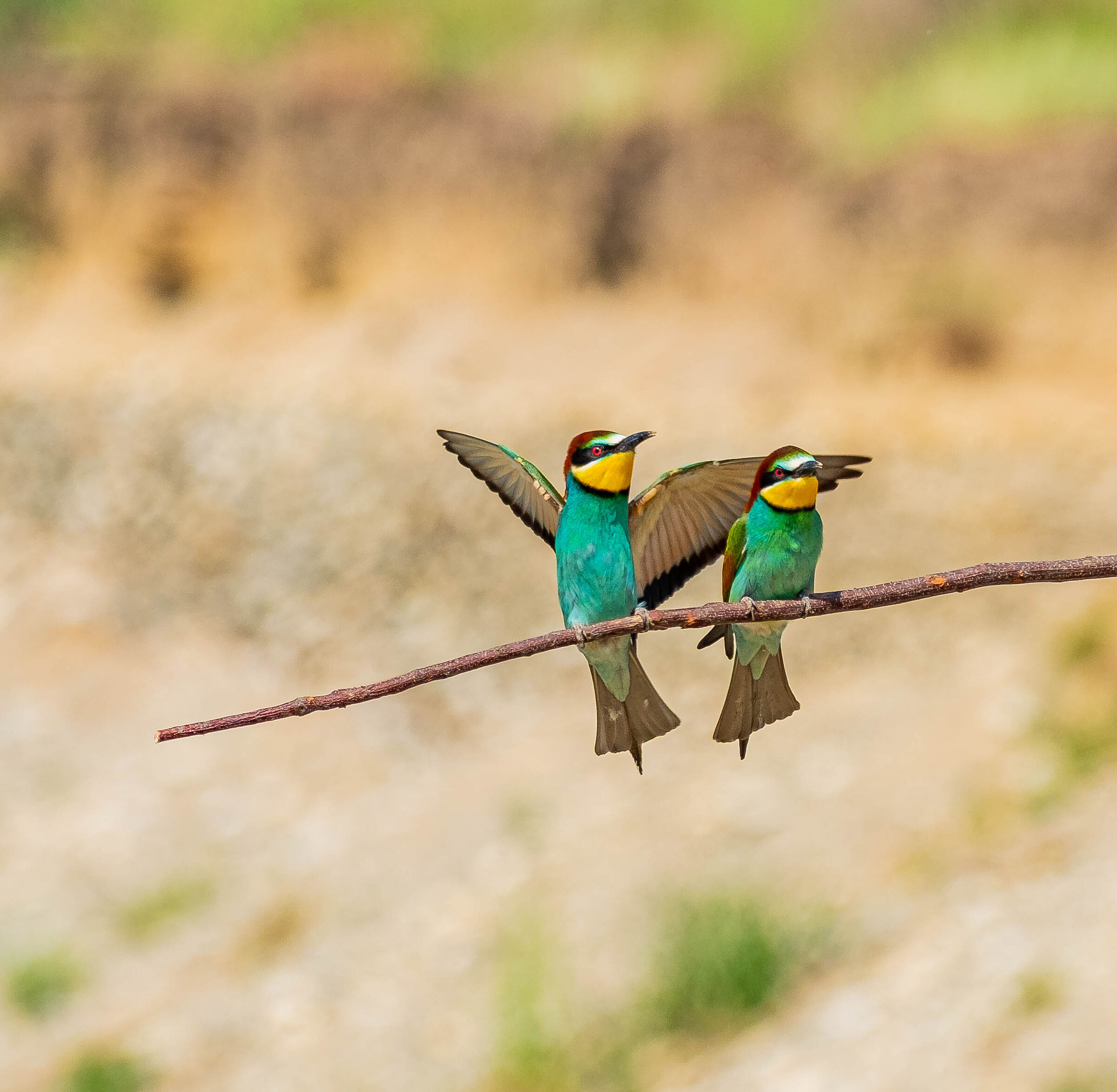 bee-eater
