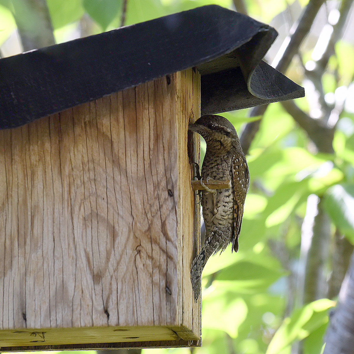 Wryneck
