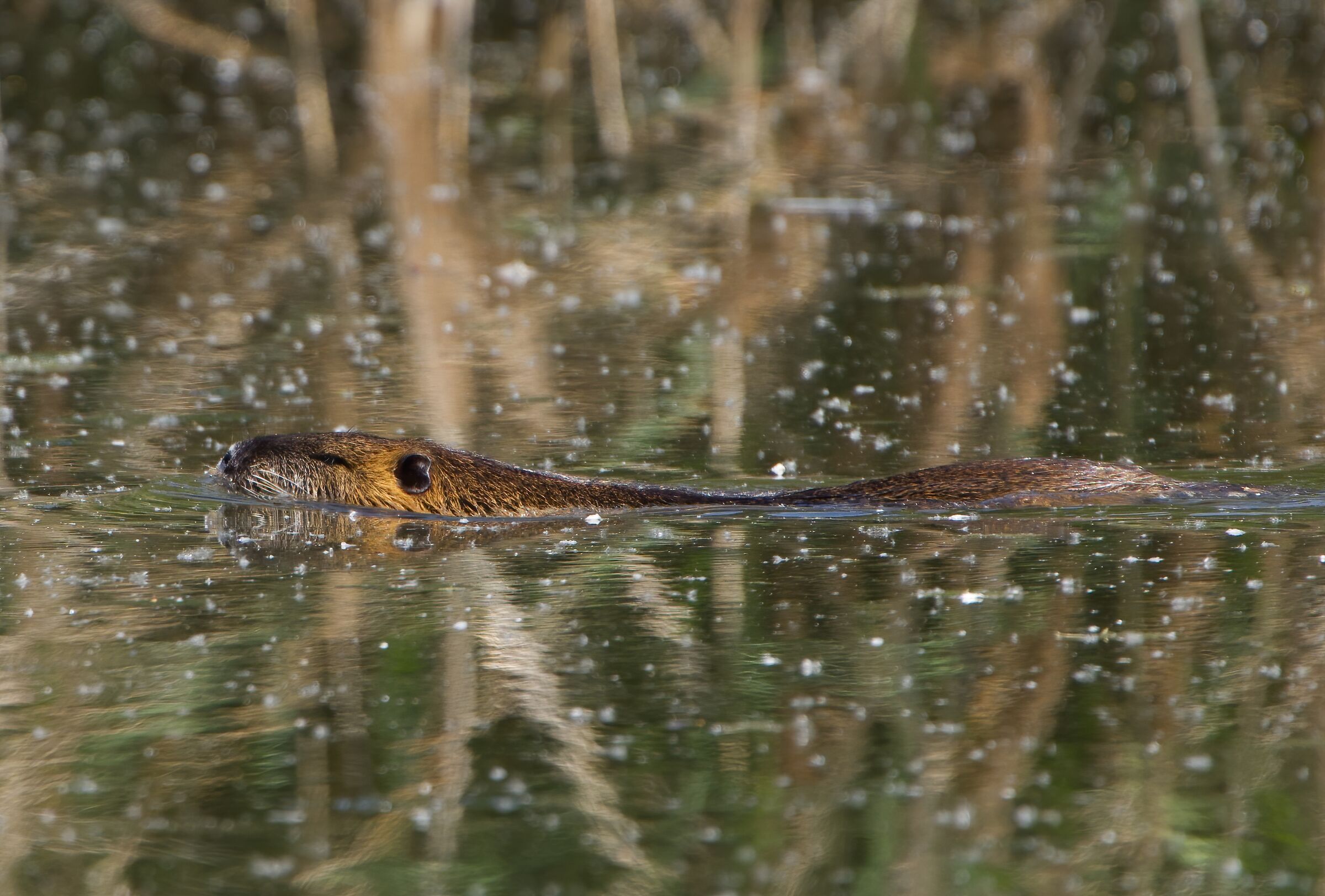 Il caimano del parco