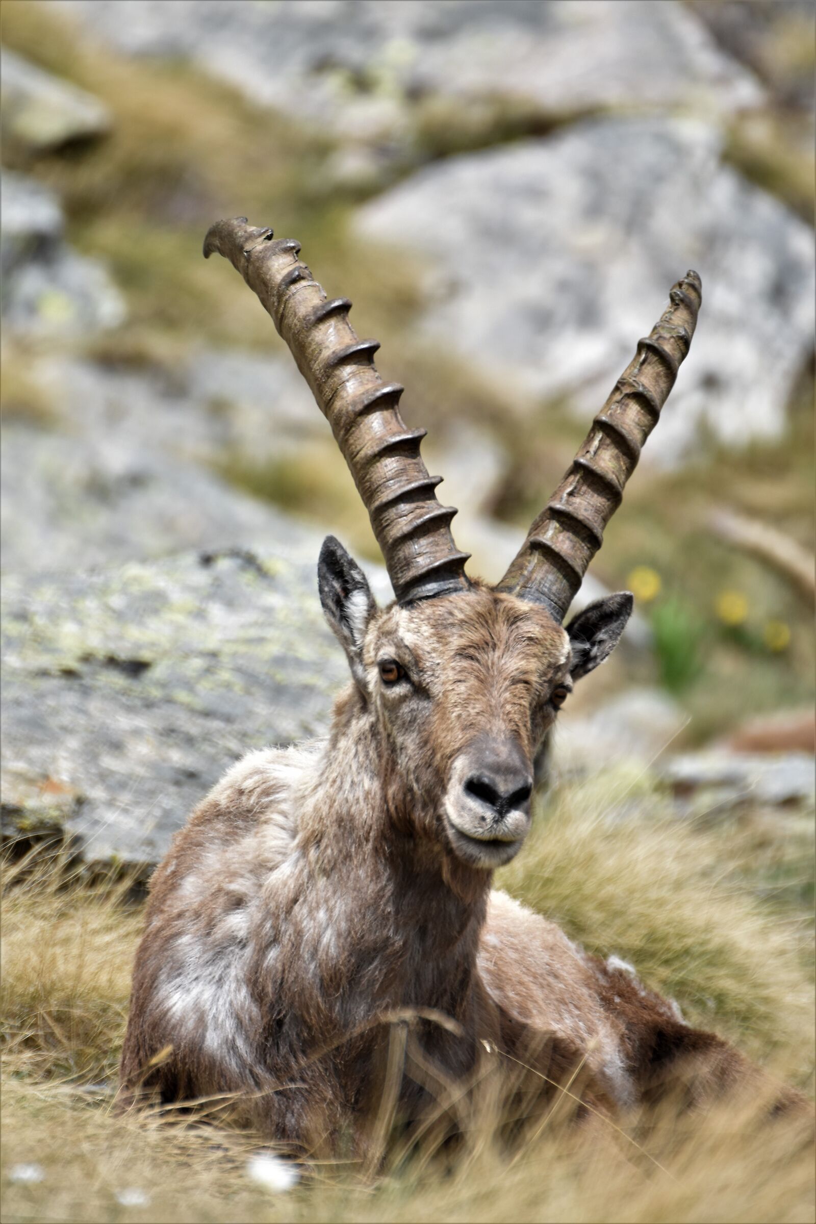 ibex