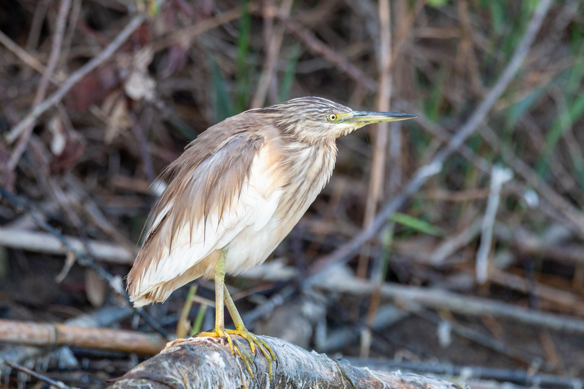 Squacco heron