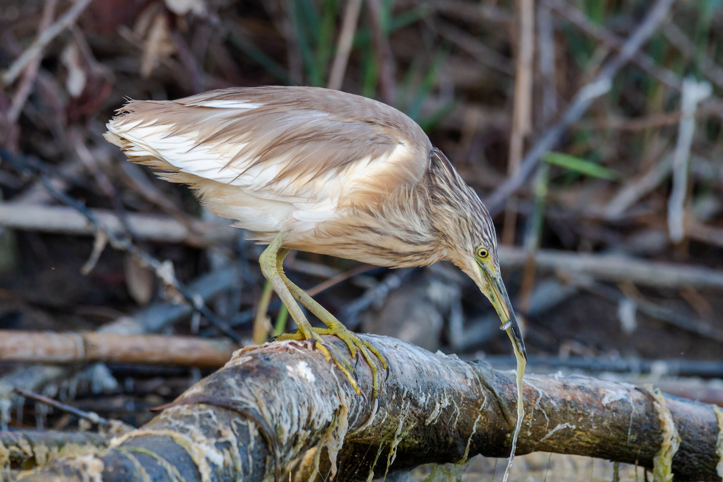 Squacco heron
