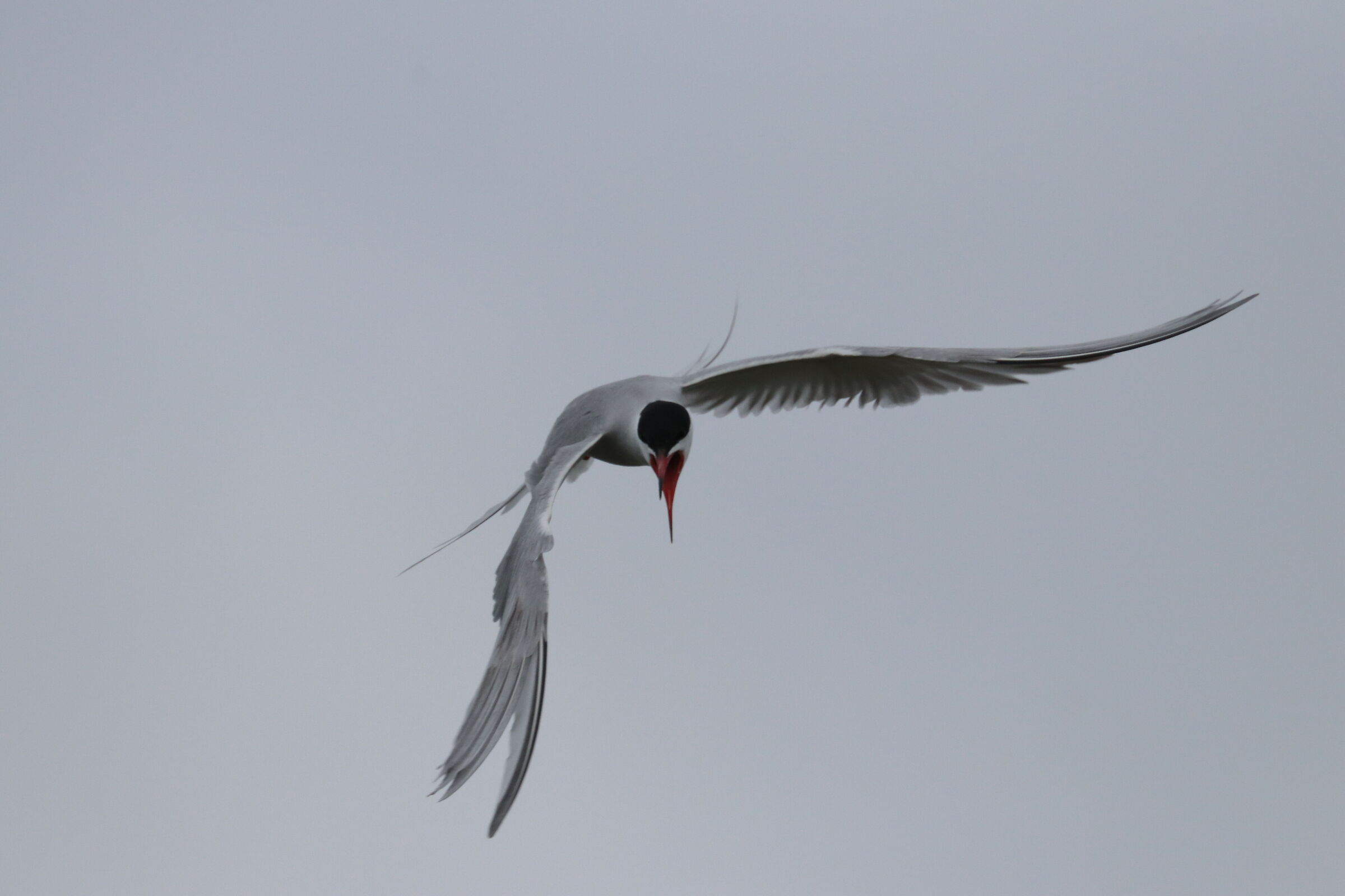 Tern