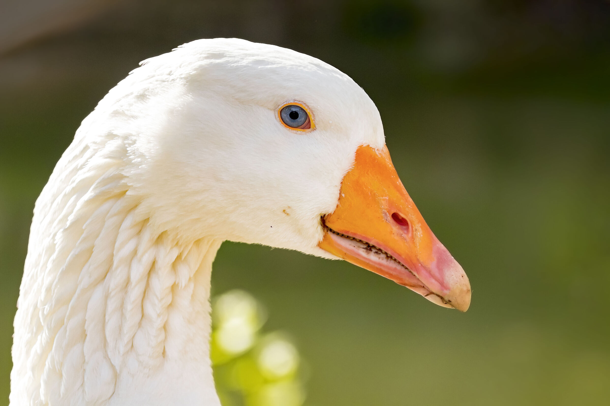 Oca, primo piano di profilo