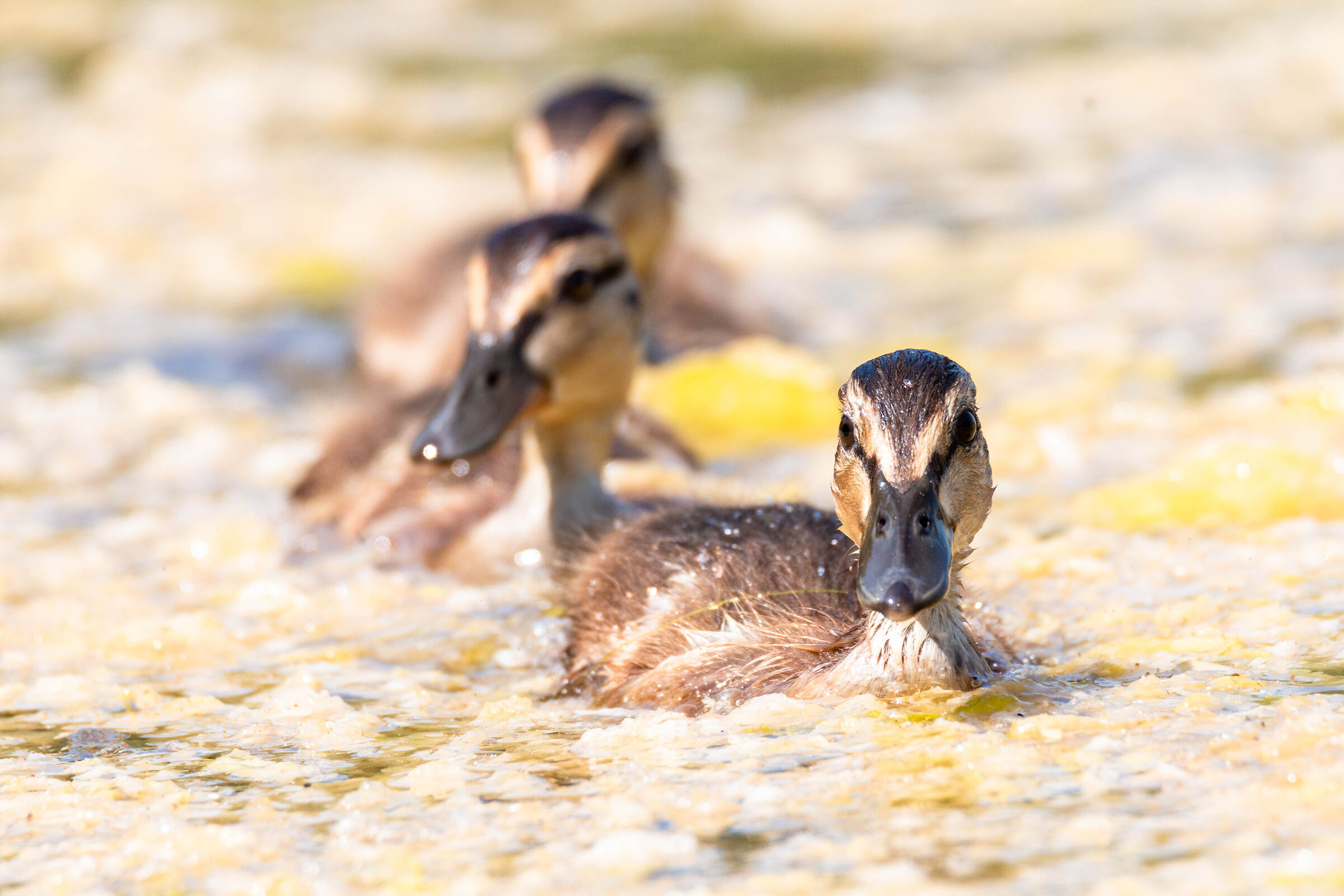 Ducklings