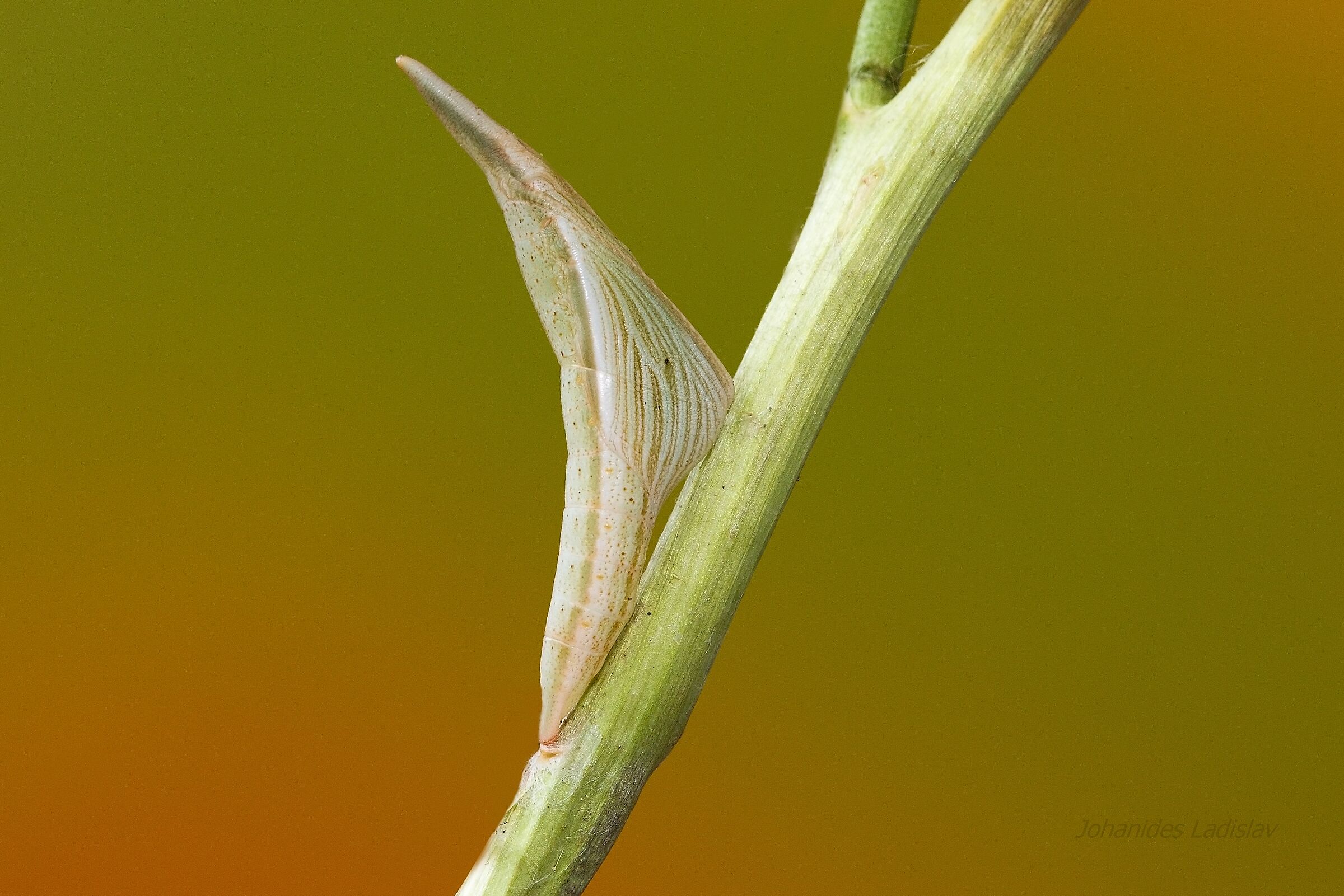 Anthocharis cardamines (pupa)