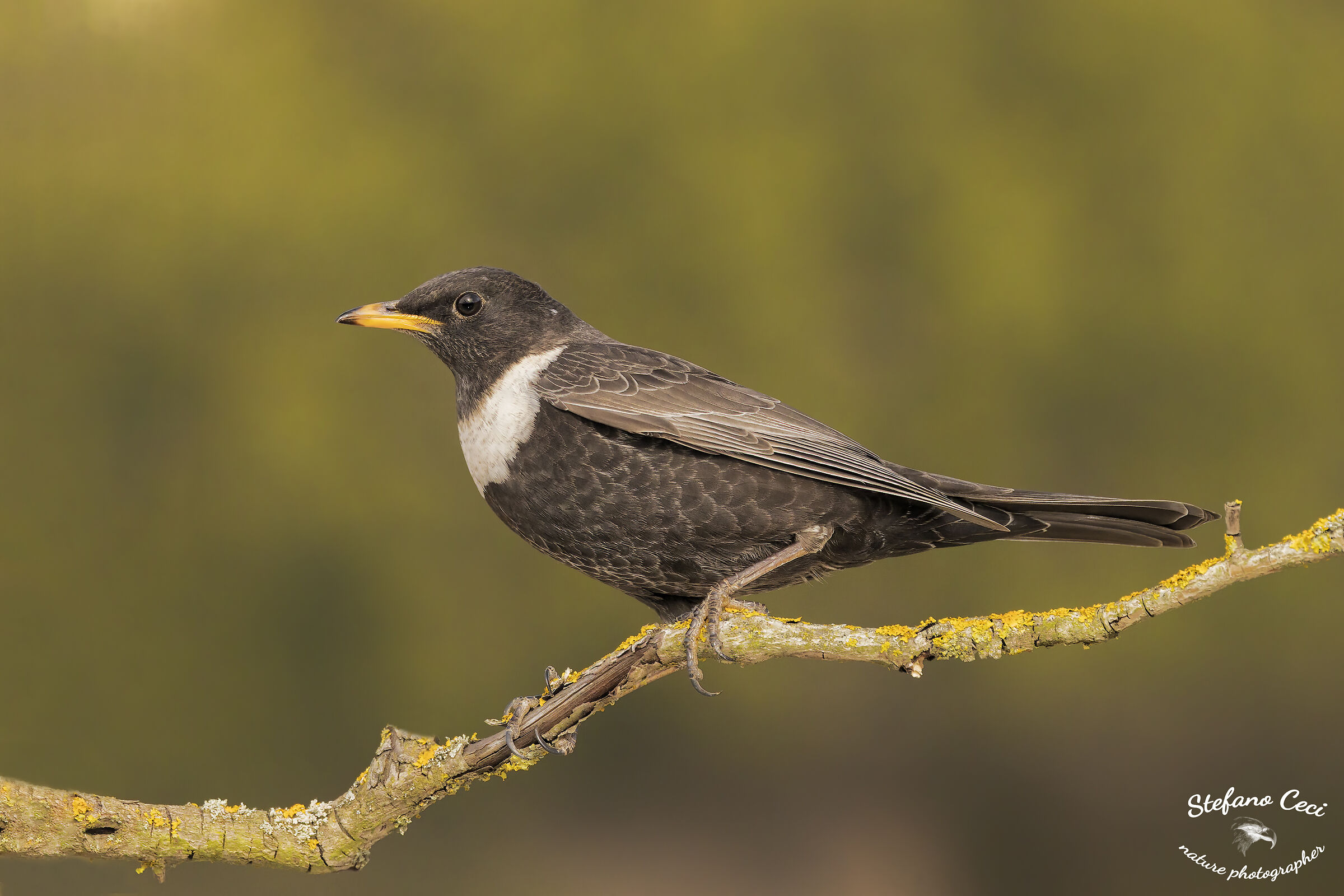 Collared blackbird