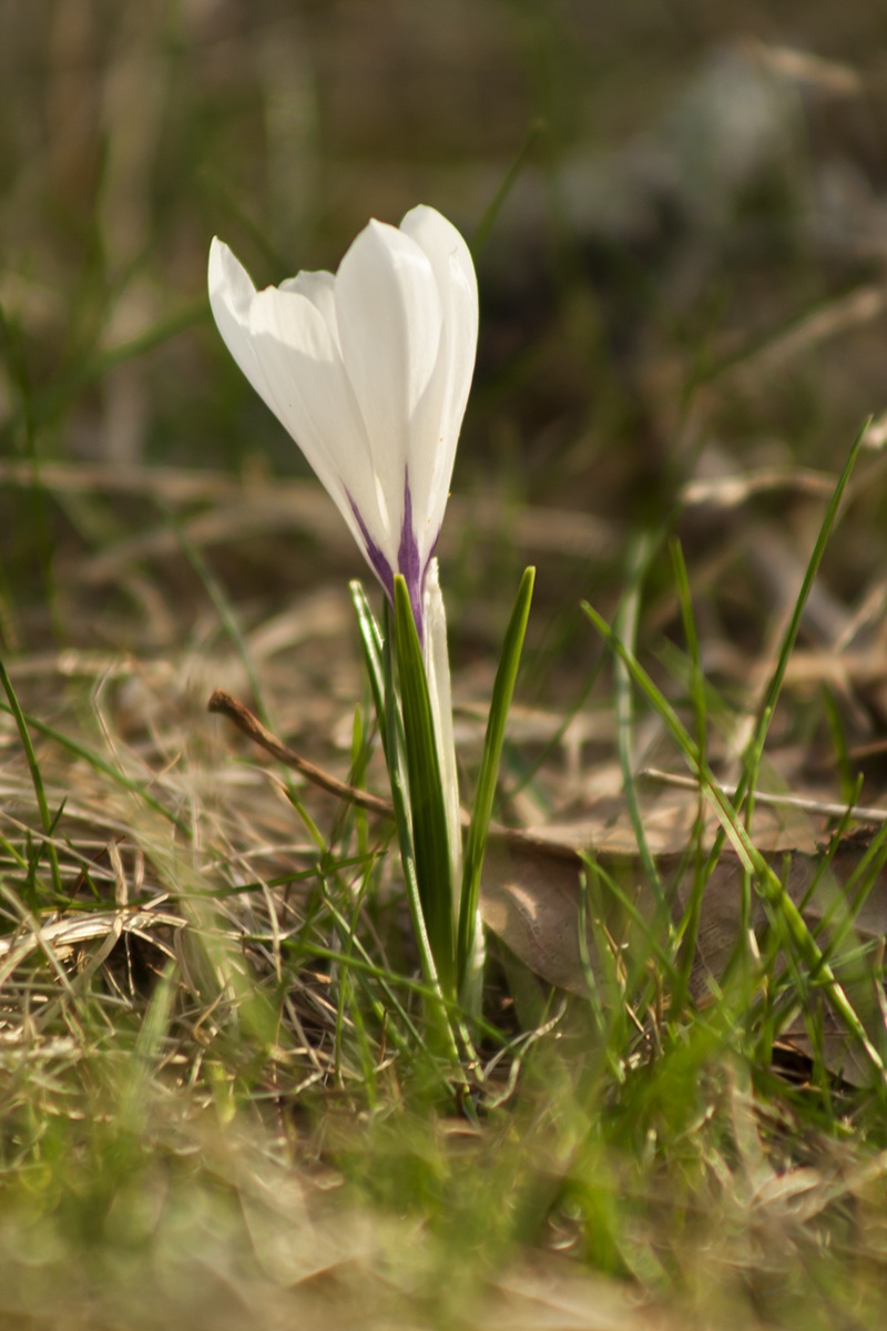 Crocus