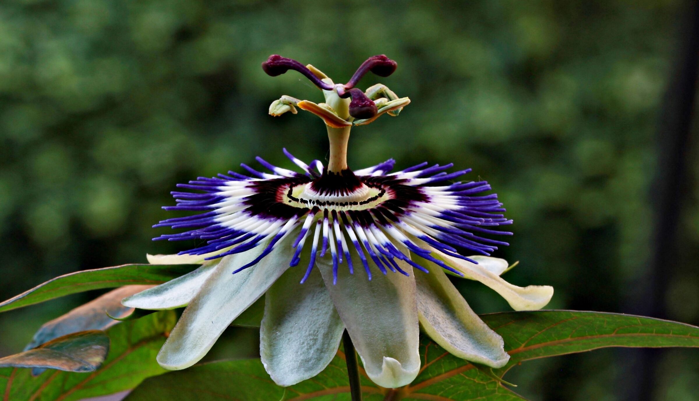 Fiore della Passiflora