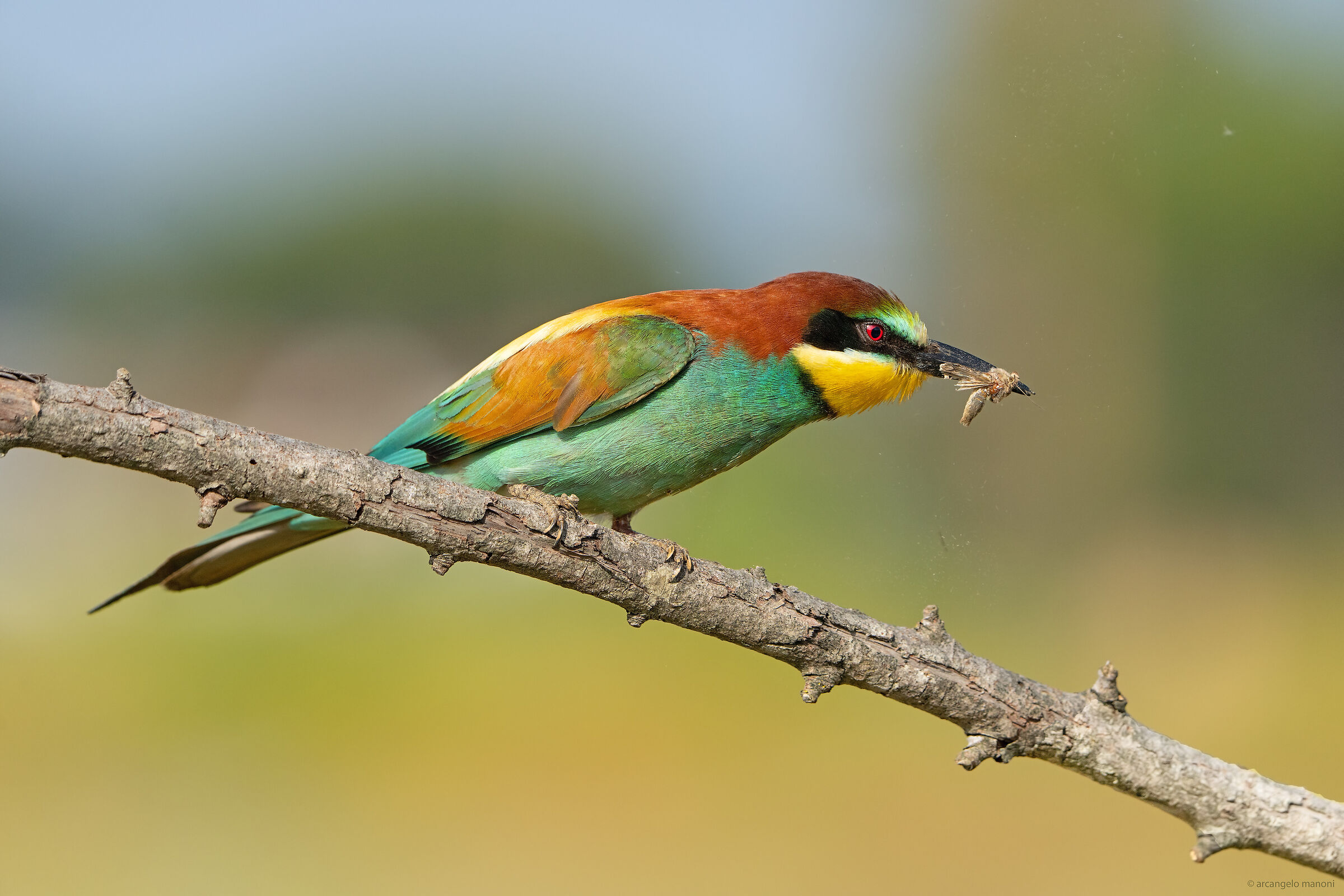 Farfallina a colazione