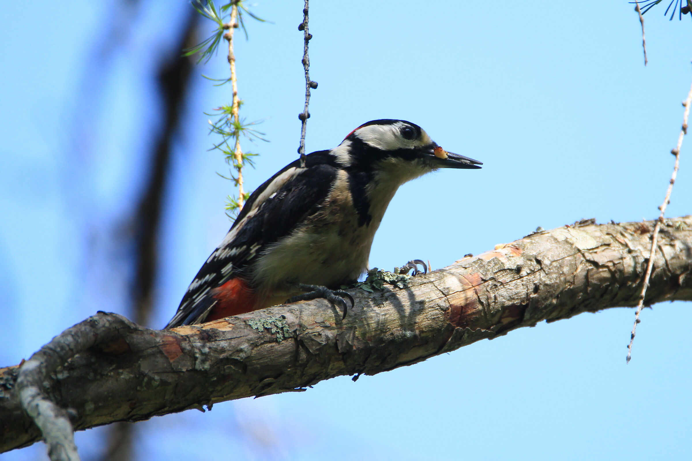 Maschio di picchio rosso maggiore