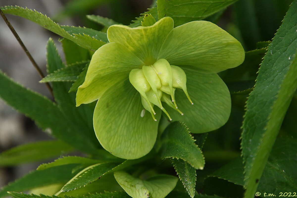 Hellebore